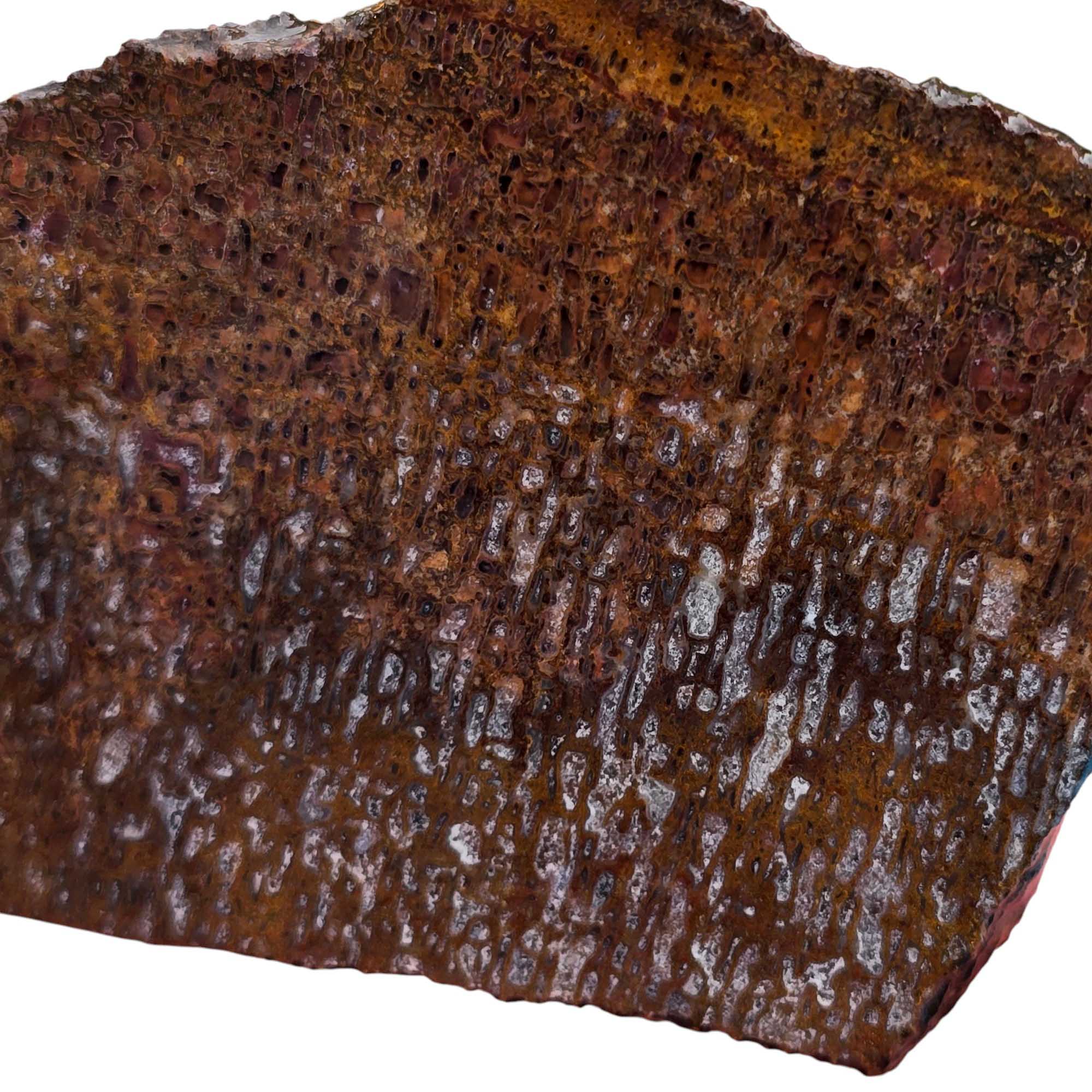 Authentic Gem Dinosaur Bone Slab – Preserved Cell Structure Pattern #3516-Photo1