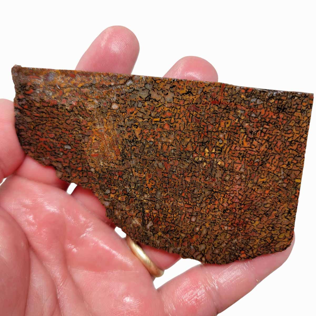 Gem Dinosaur Bone Slab – Authentic Silicated Fossil Remains! #3138-Photo1