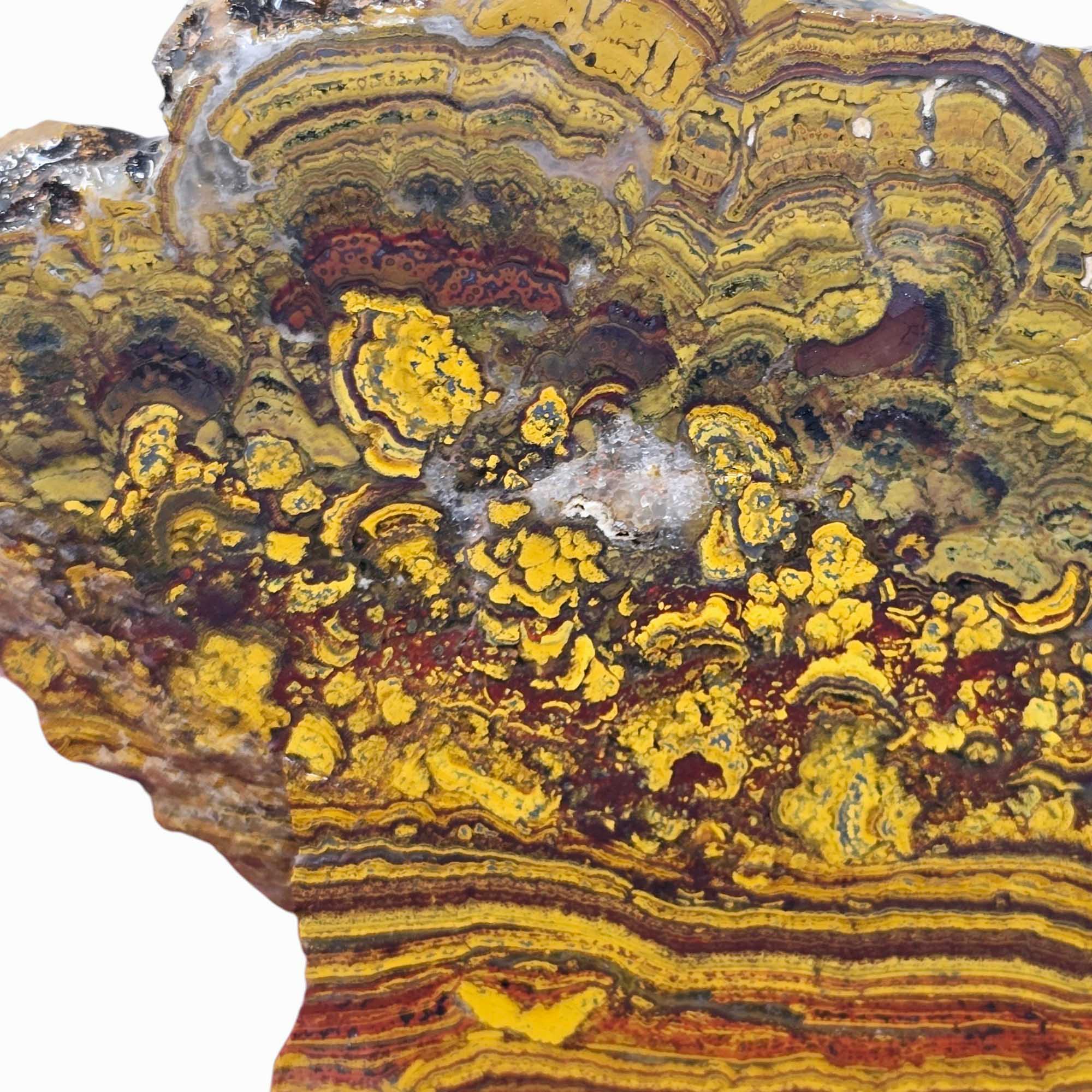 Apple Valley Jasper Slab Fossil Stromatolite Lapidary Stone Slice Cut Rock