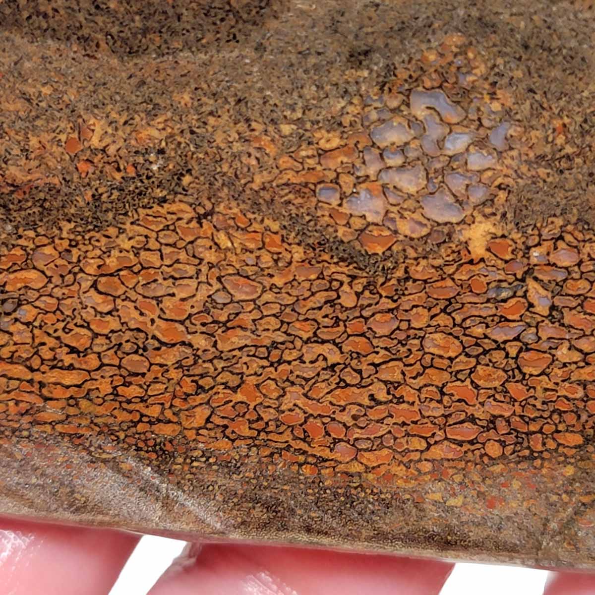 Gem Dinosaur Bone Slab – Authentic Silicated Fossil Remains! #3135-1