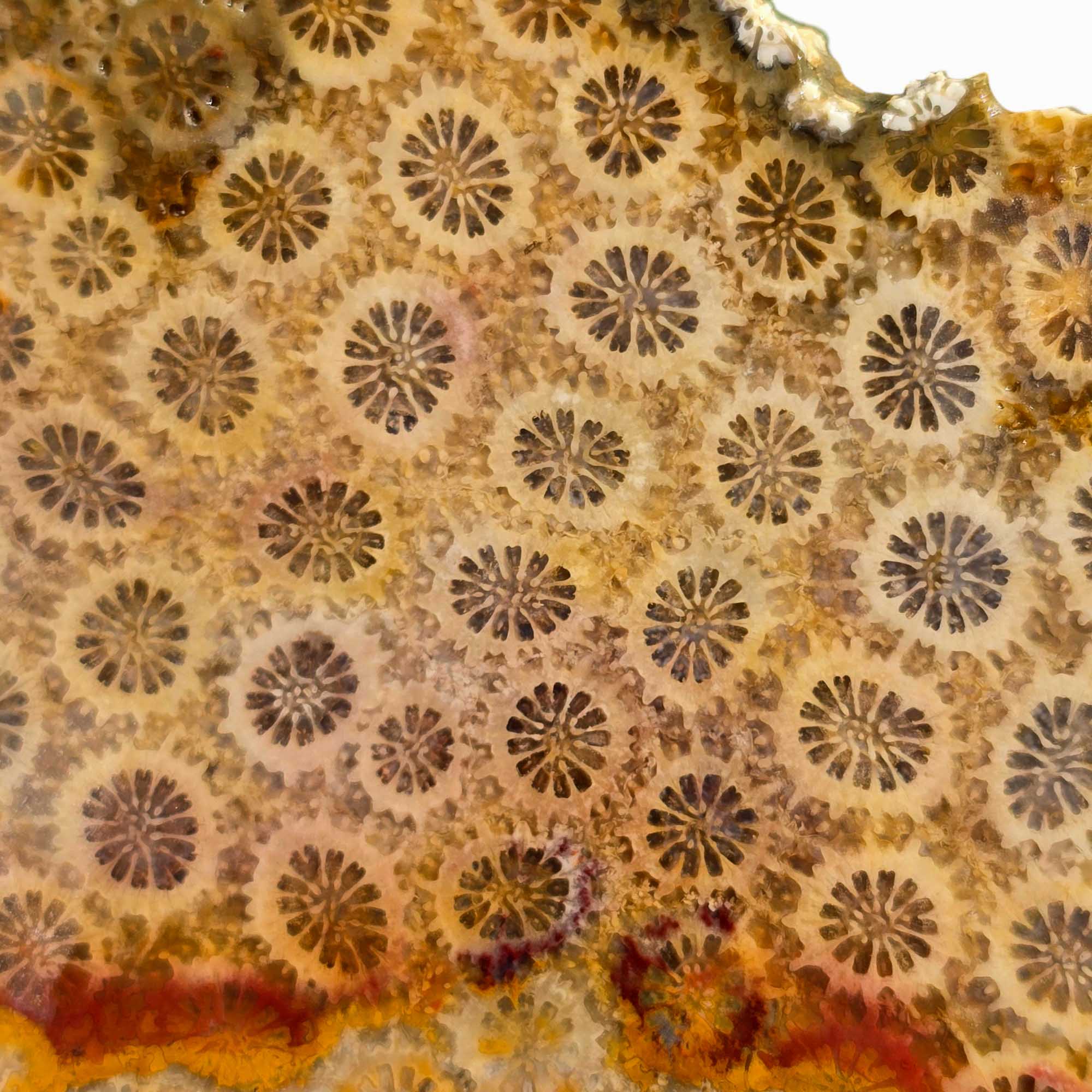 Indonesian Fossil Coral Slab – Butterscotch with Red Banding Flowering Pattern #3562-Photo1