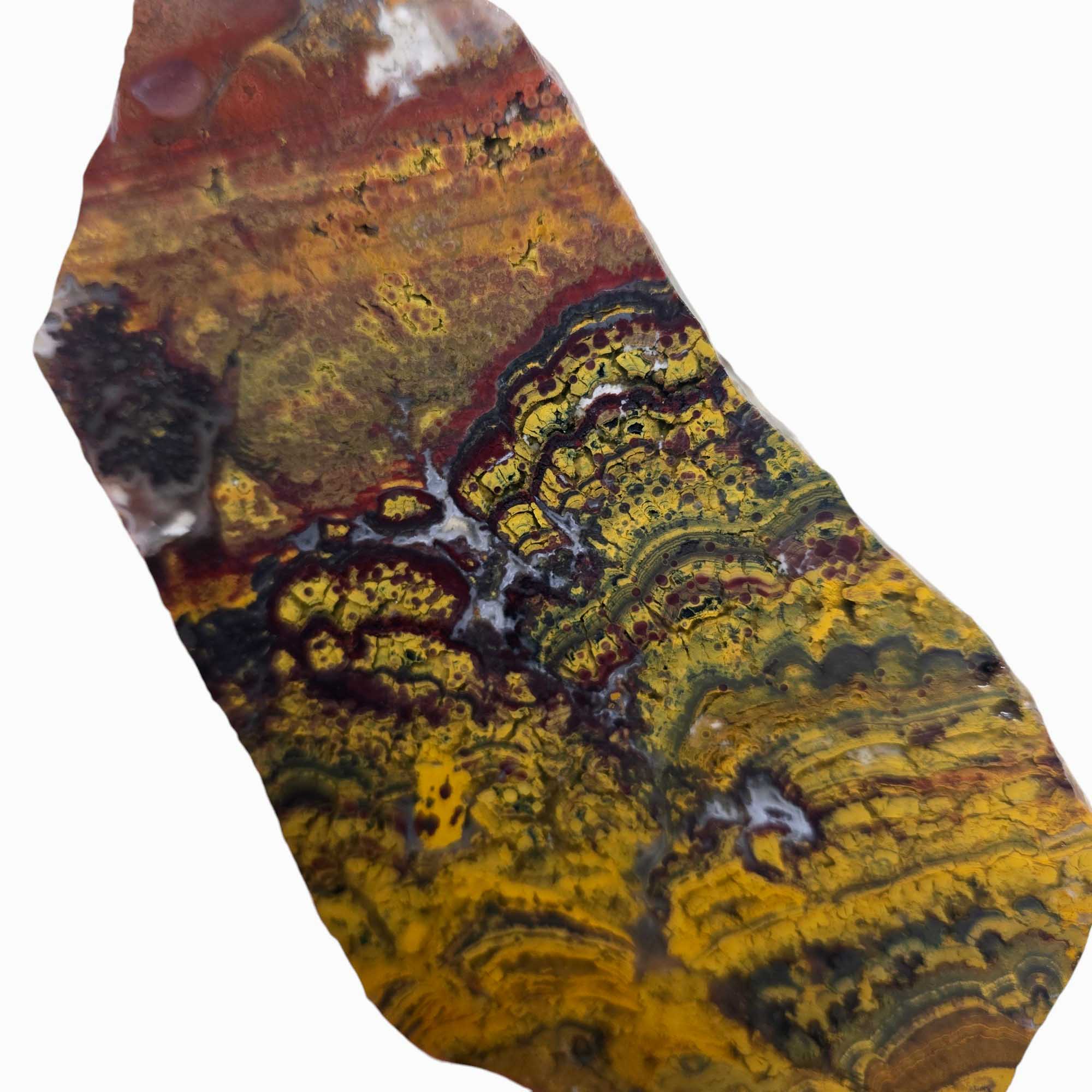 Apple Valley Jasper Slab Fossil Stromatolite Lapidary Stone Slice Cut Rock