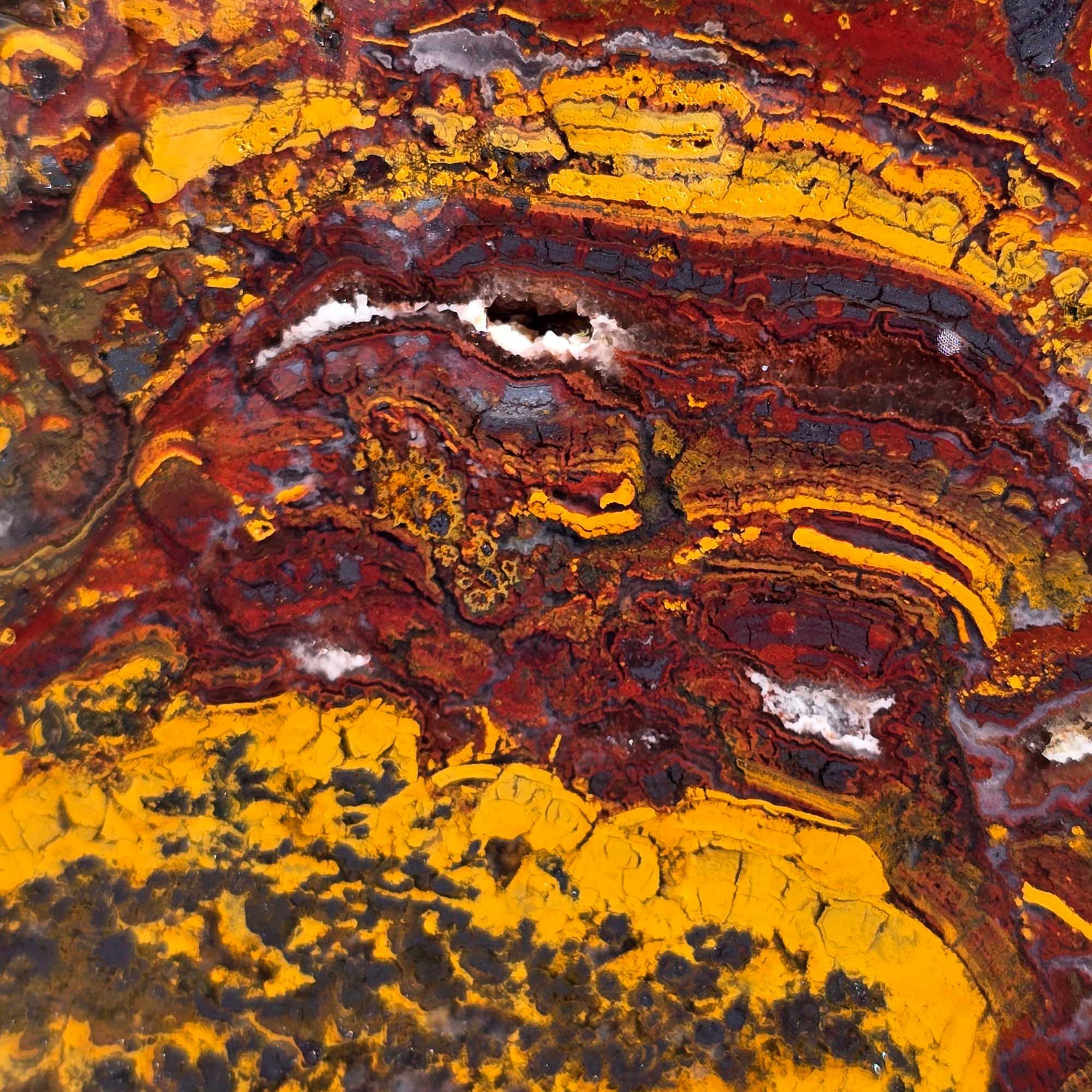 Apple Valley Jasper – Moroccan Stromatolite Fossil with Bright Red Hematite Flowers