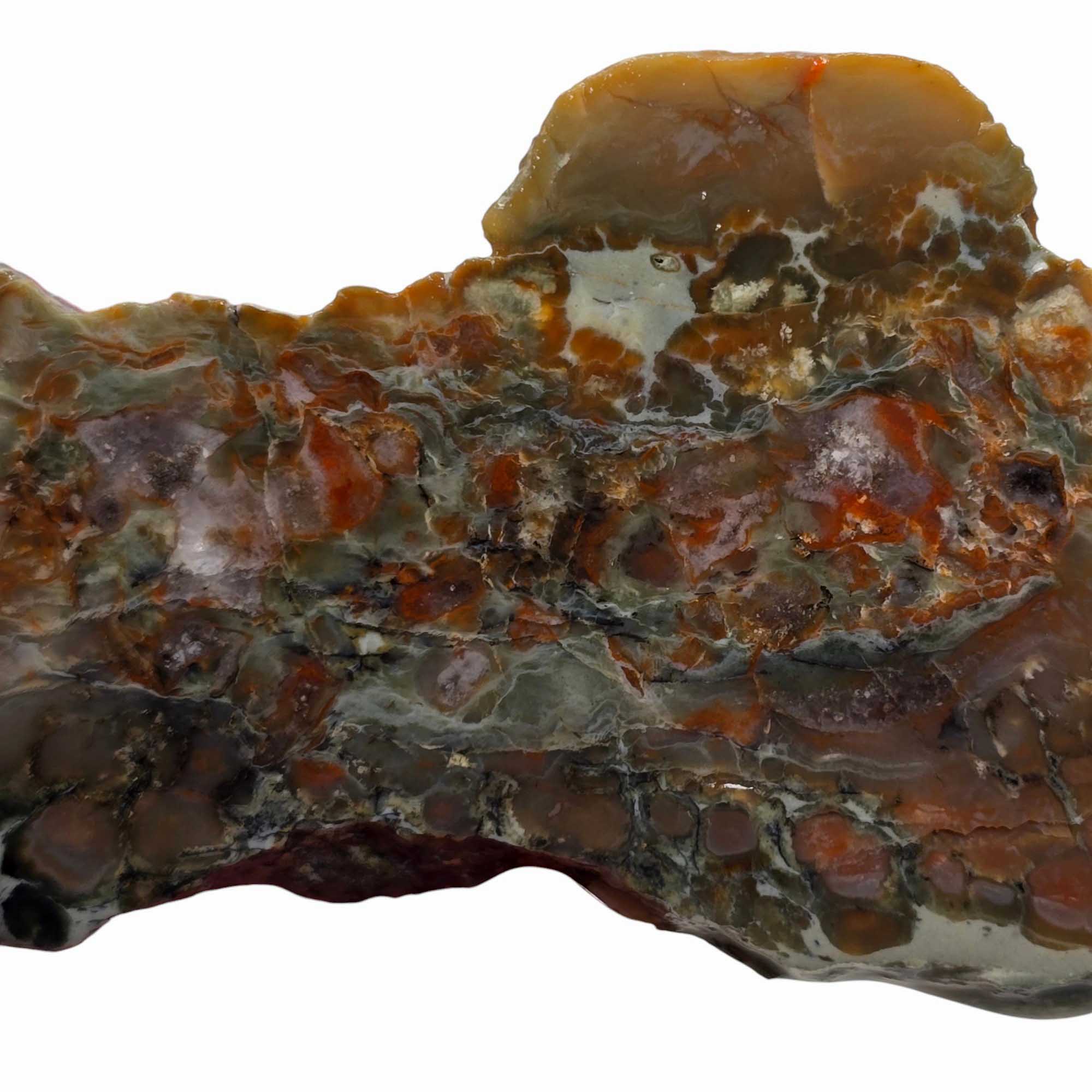 Coprolite Fossil Dinosaur Poo Slab Lapidary Stone Slice! #3308-Photo1