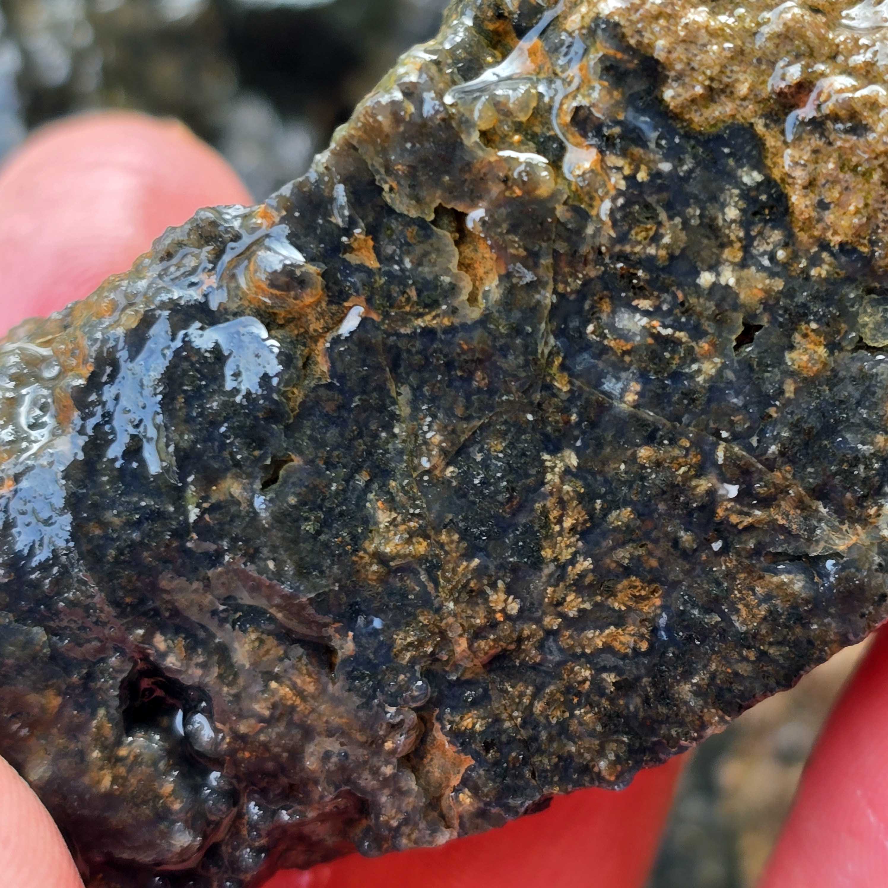 Oregon Black Agate w Plume and Marcasite Cabbing Rough Flatrate Lapidary Stone