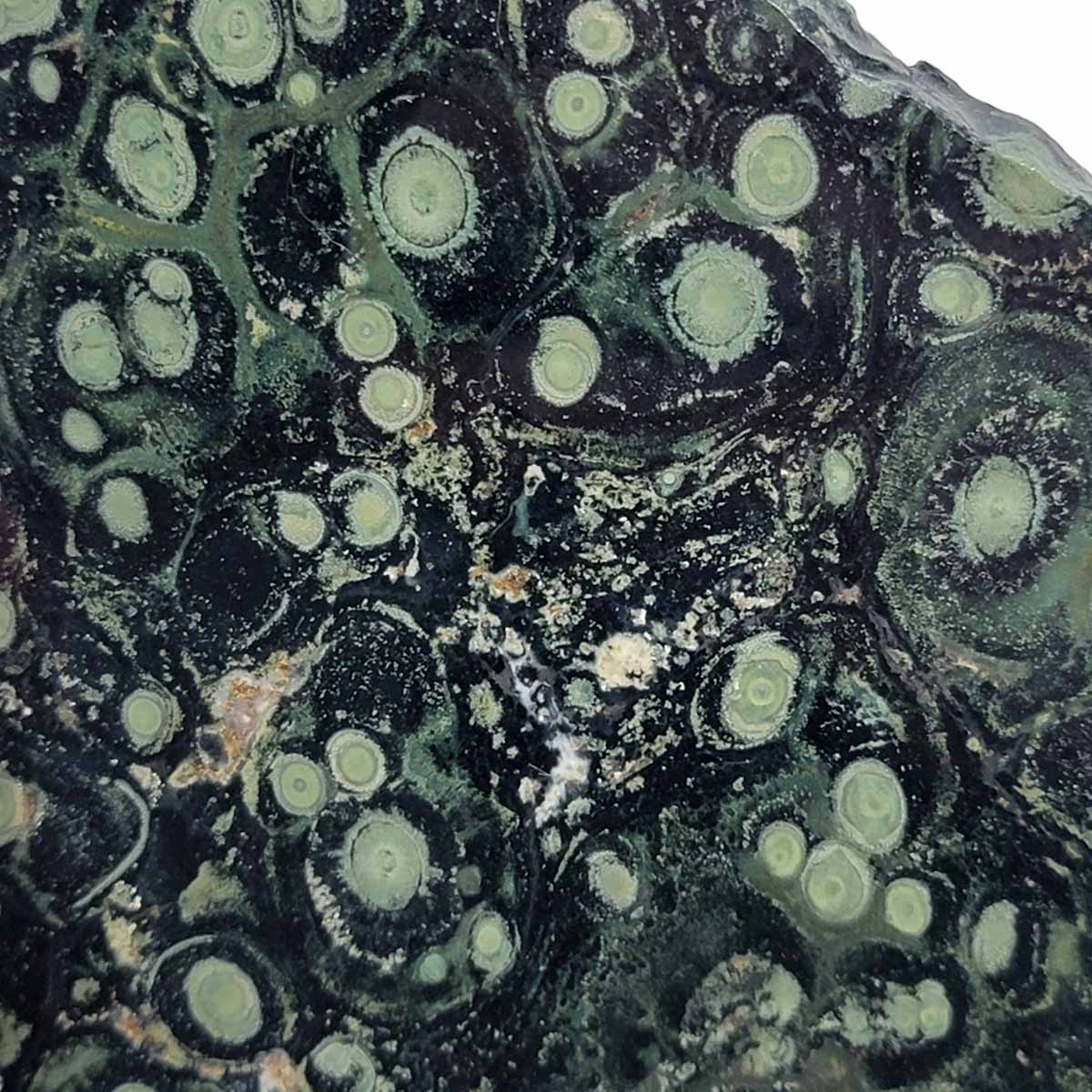 Kambaba Jasper Fossil Stromatolite Slab! Lapidary Stone Slab!