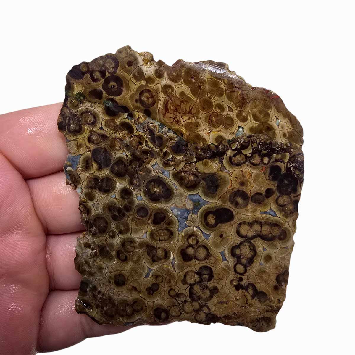 Old Stock Oregon Oolite Slab Lapidary Stone Slice Cut Rock