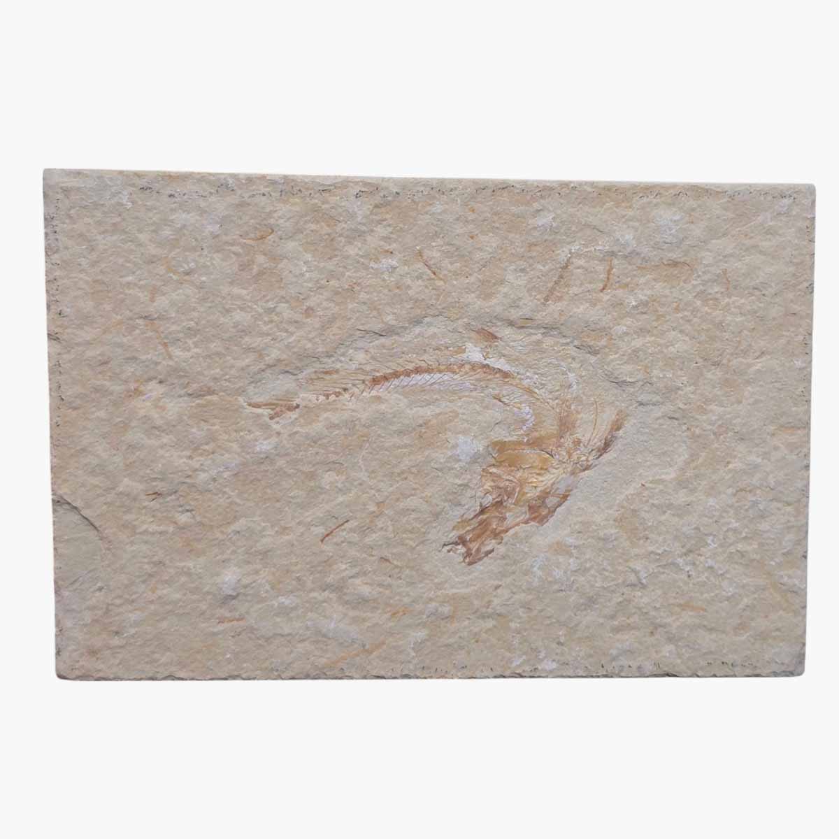 Lebanon Fish Plate Fossil - Well-Defined Cretaceous Specimen #3249-Photo1