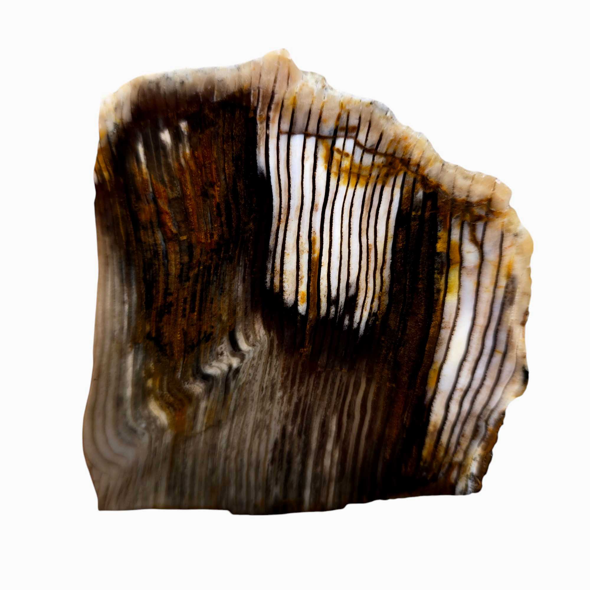 Mystery Estate Petrified Wood Lapidary Slab – Wet Polish #3255-1