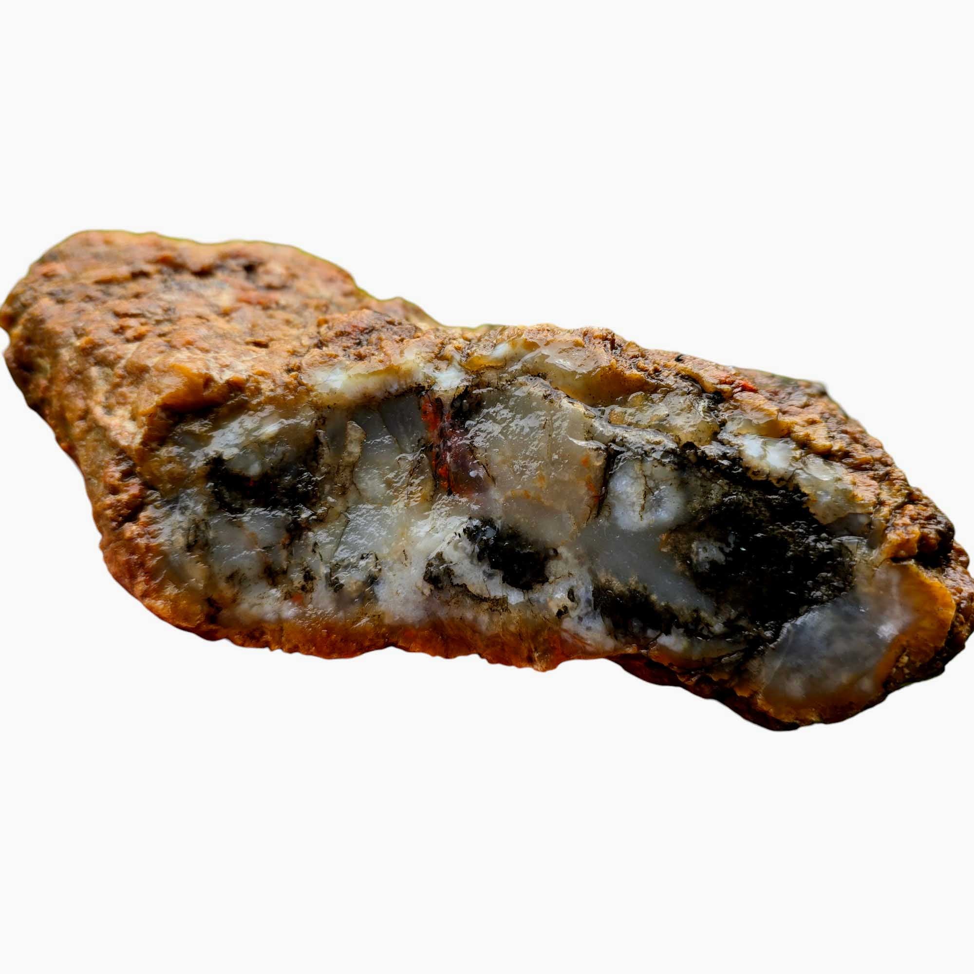 Coprolite Fossil Dino Poo Lapidary Cutting Rough Chunk #R763-Photo1