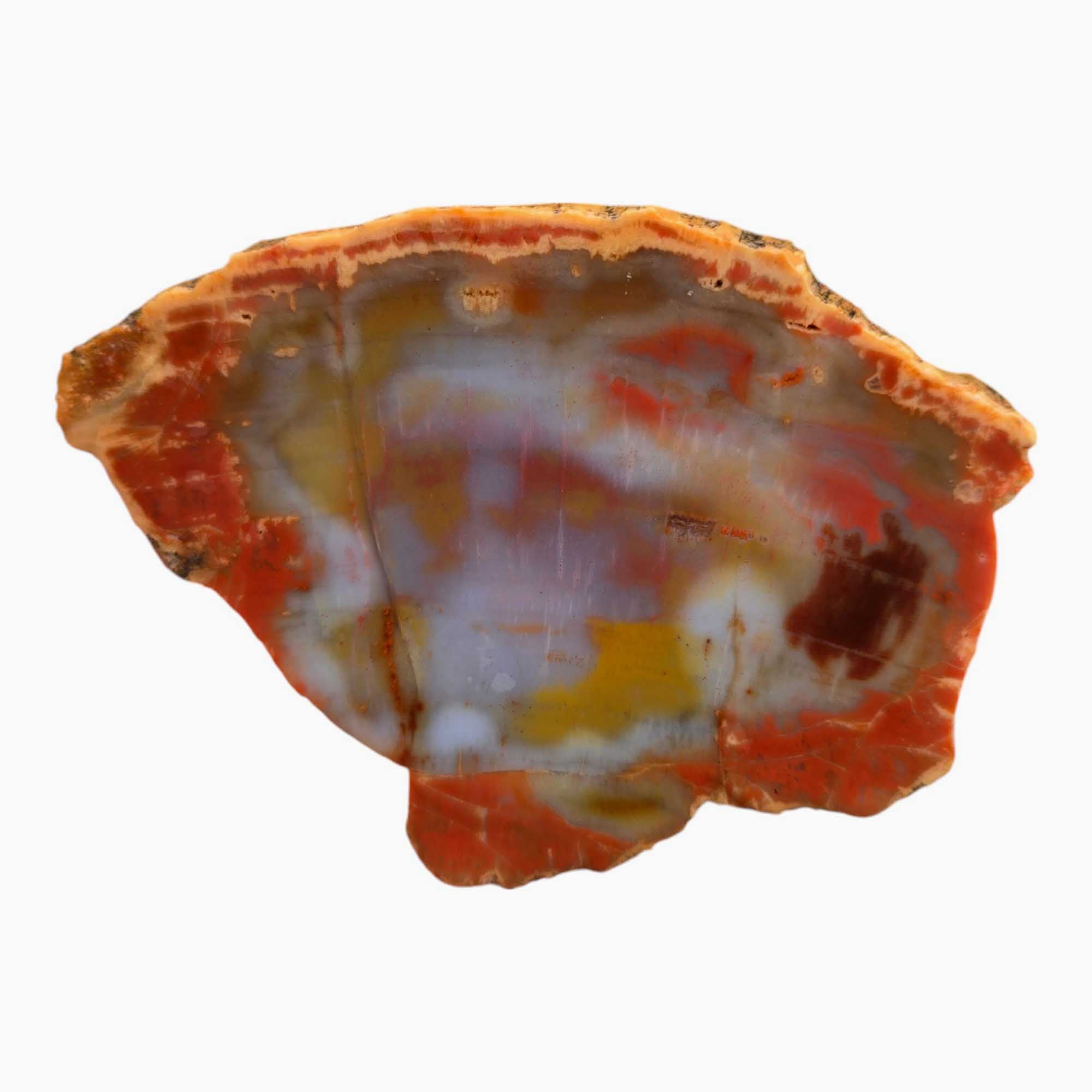 Arizona Rainbow Petrified Wood Slab – Vivid Rainbow Hues Fossil #3547-Photo1