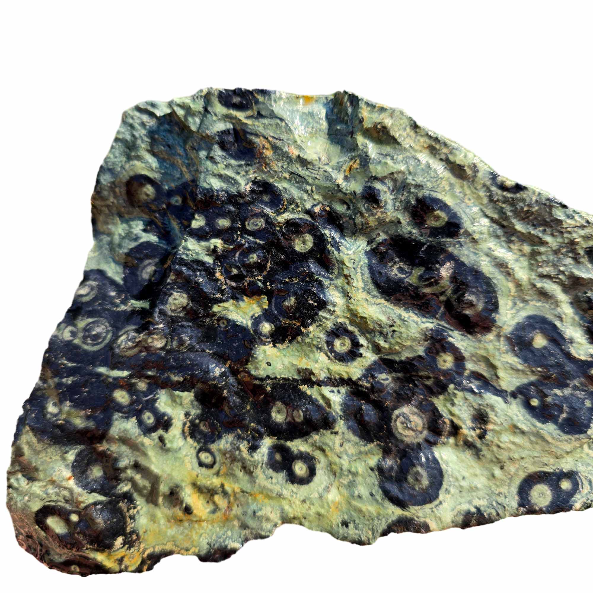 Kambaba Jasper Cutting Rough – Creamy Green Eye Patterns – Madagascar Fossil