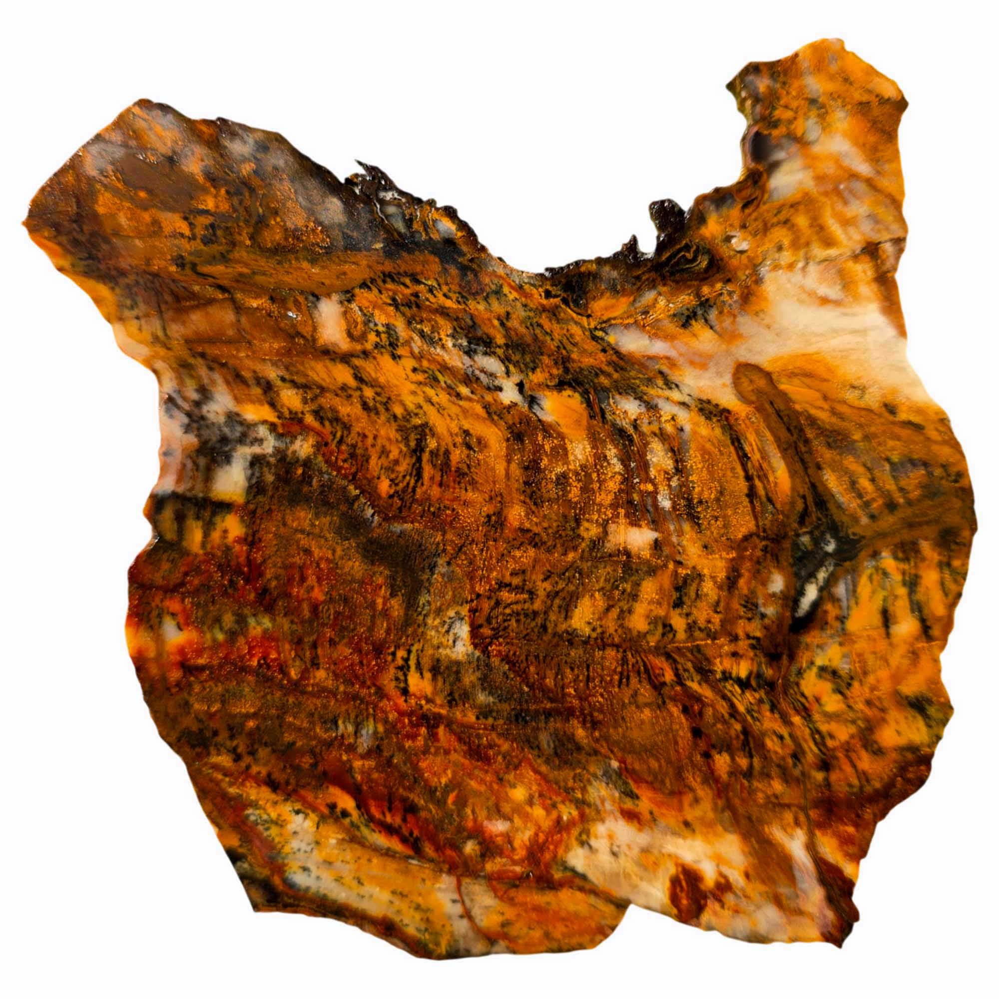 Saddle Mountain Petrified Wood Slab – Black Dendrites Washington Fossil #3620-Photo1