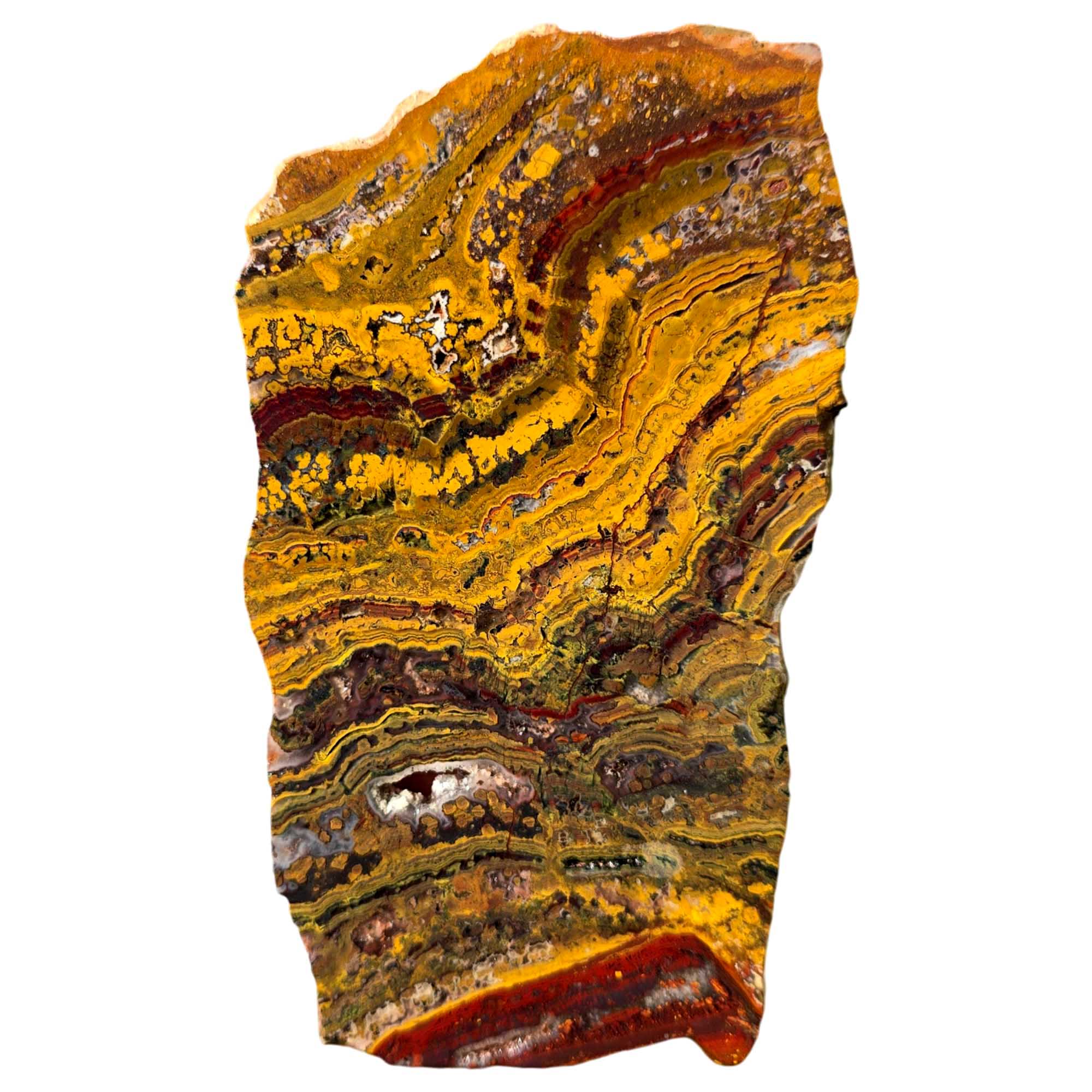 Apple Valley Jasper Slab Fossil Stromatolite with Hematite Flower Patterns