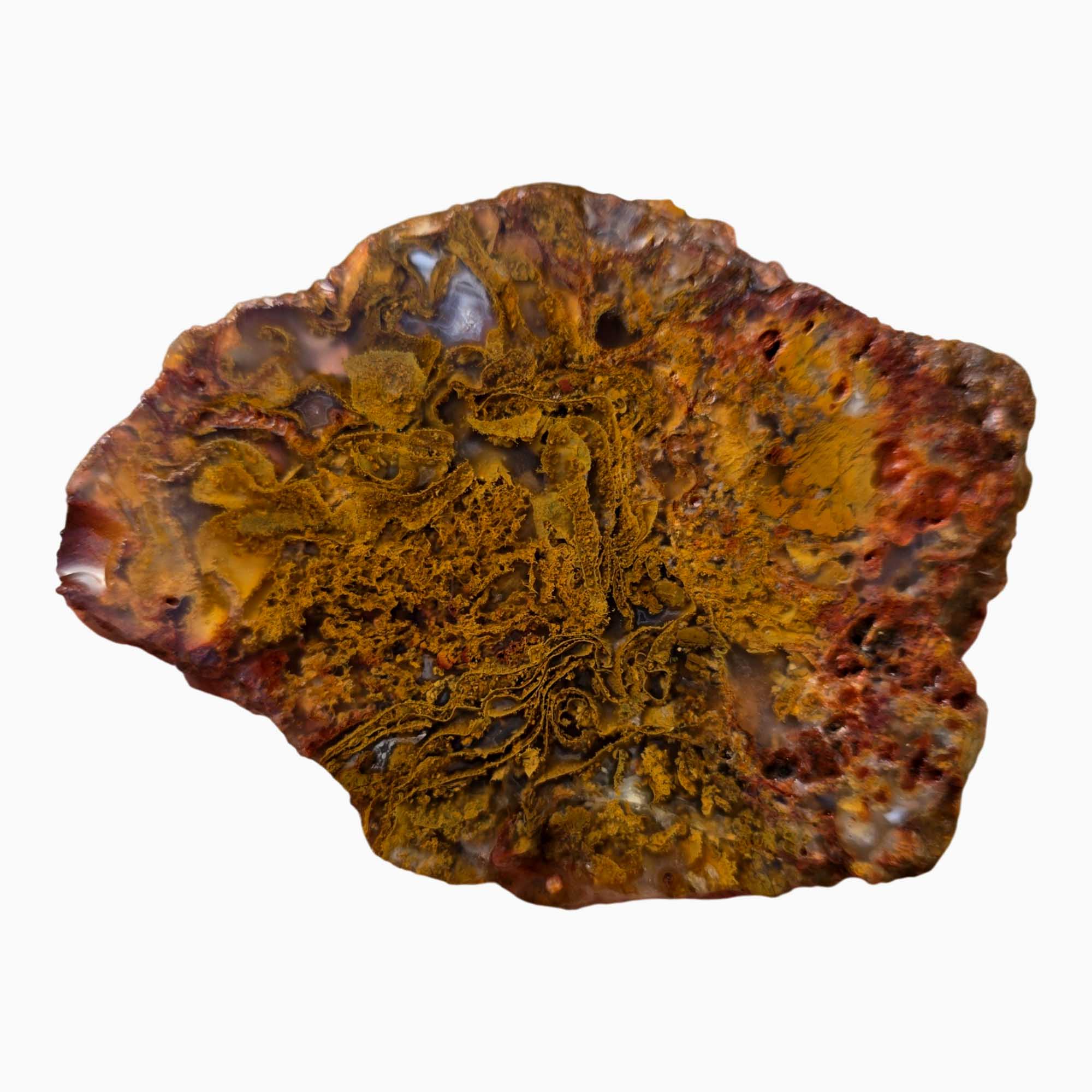 Maury Mountain Moss Agate Slab Orange Golden Red Moss Oregon #3671-Photo1