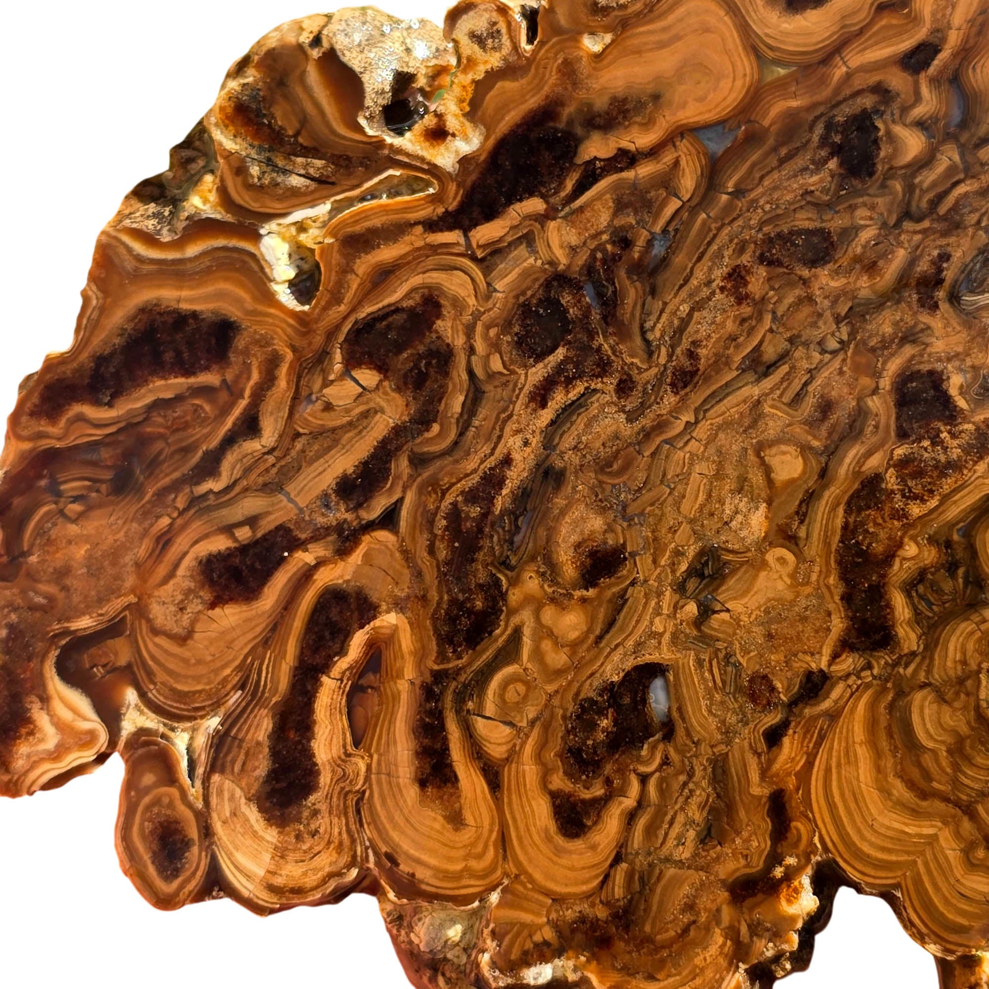 Wyoming Fossil Stromatolite Slab - Creamy Coffee Globular Sci-Fi! #3707-Photo1