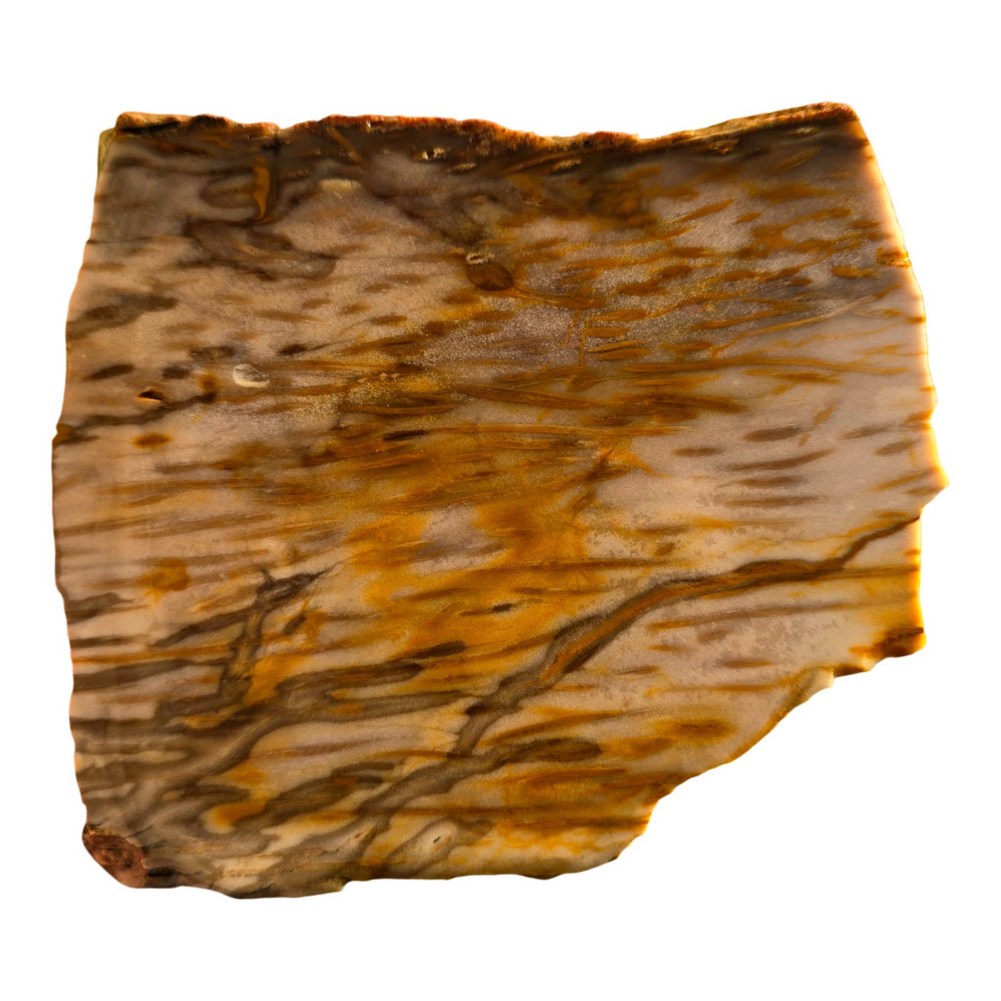 Indonesian Fossil Palm Wood Slab – Classic Butterscotch Grain Pattern! #3714-Photo1
