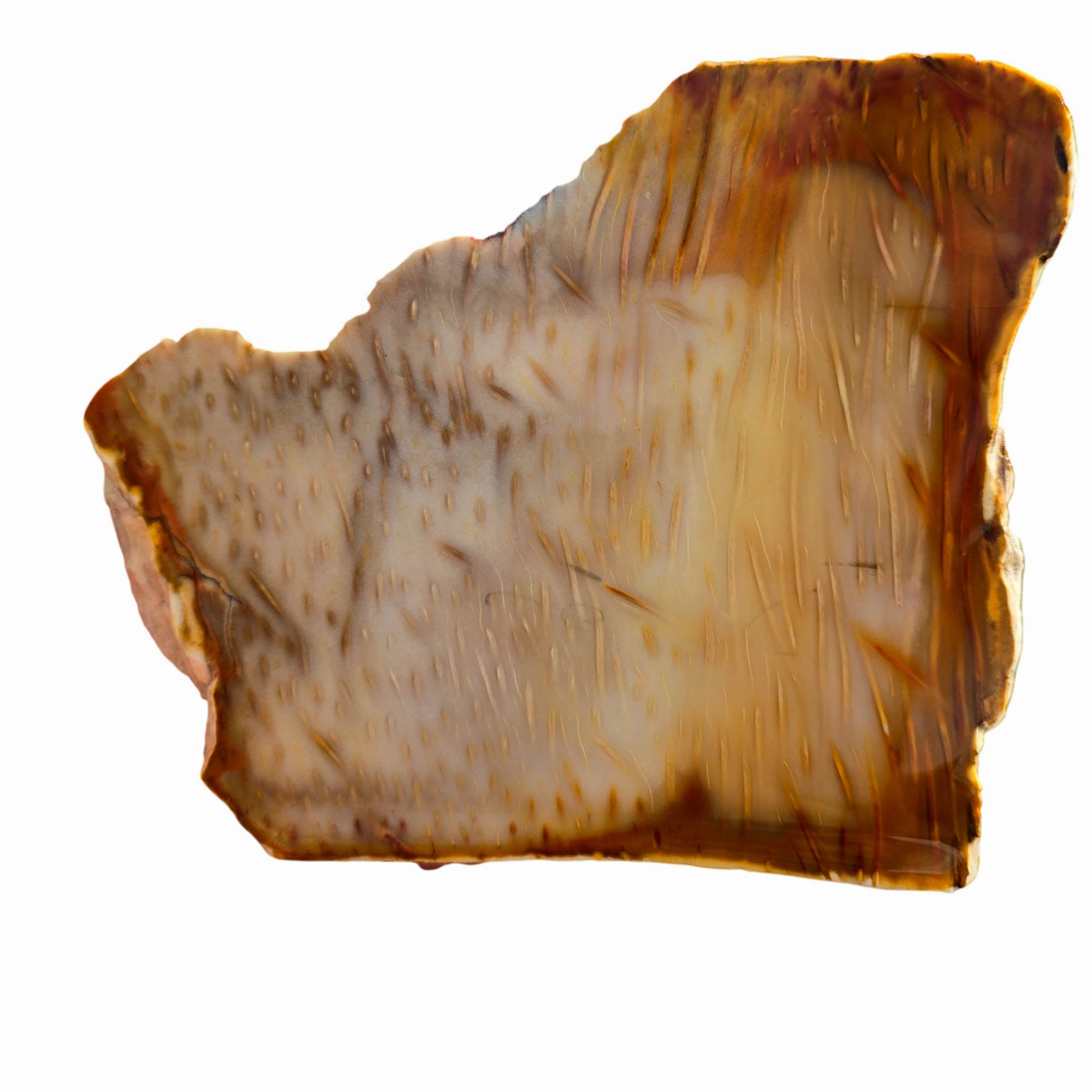 Indonesian Fossil Palm Wood Slab – Butterscotch Classic Pattern #3724-1