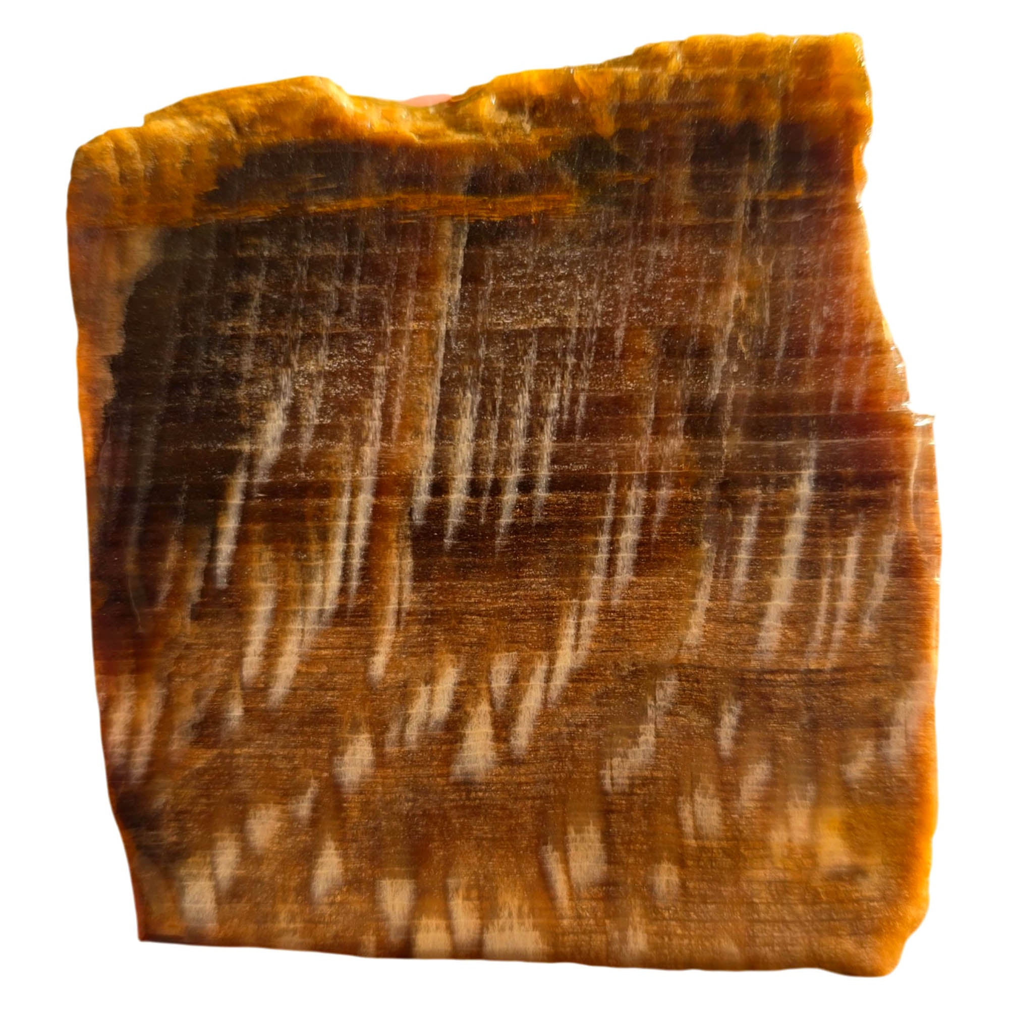 Badger Pocket Petrified Wood Slab – Rare Sycamore Pattern Yakima #3746-Photo1