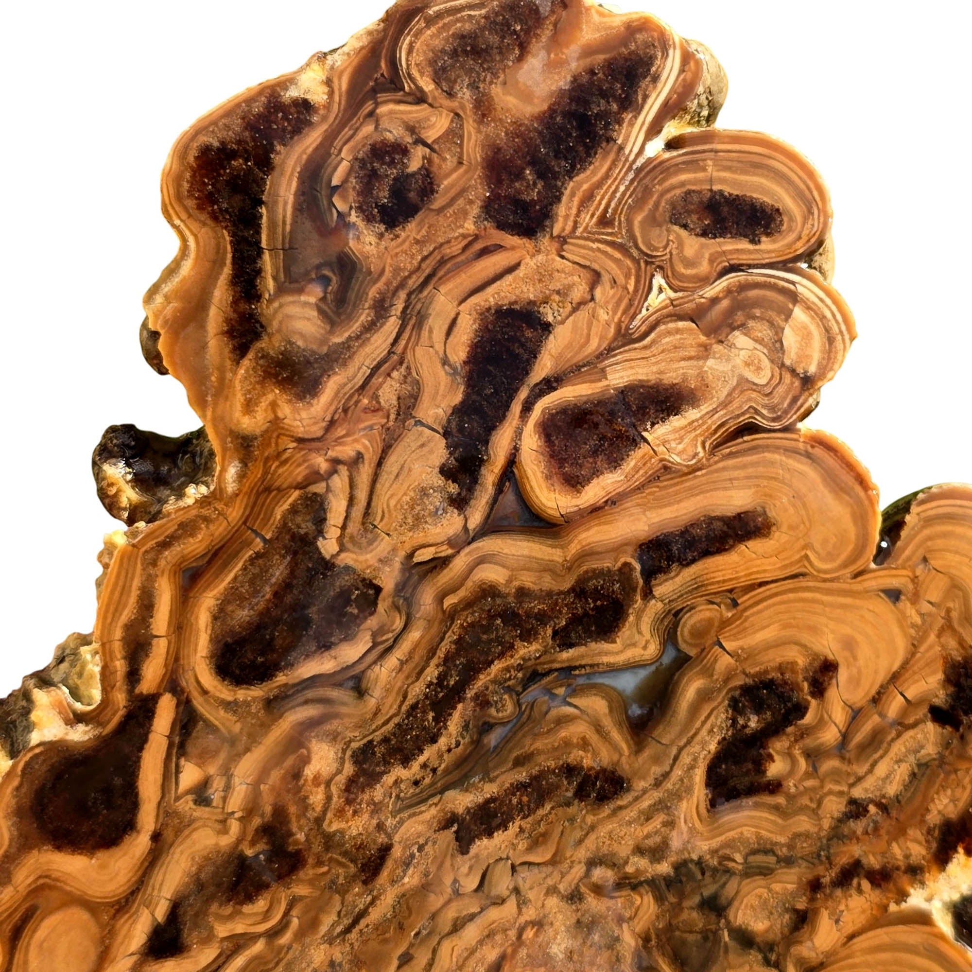 Wyoming Fossil Stromatolite Slab – Eerie Ghastly Bacterial Patterns! #3751-Photo2