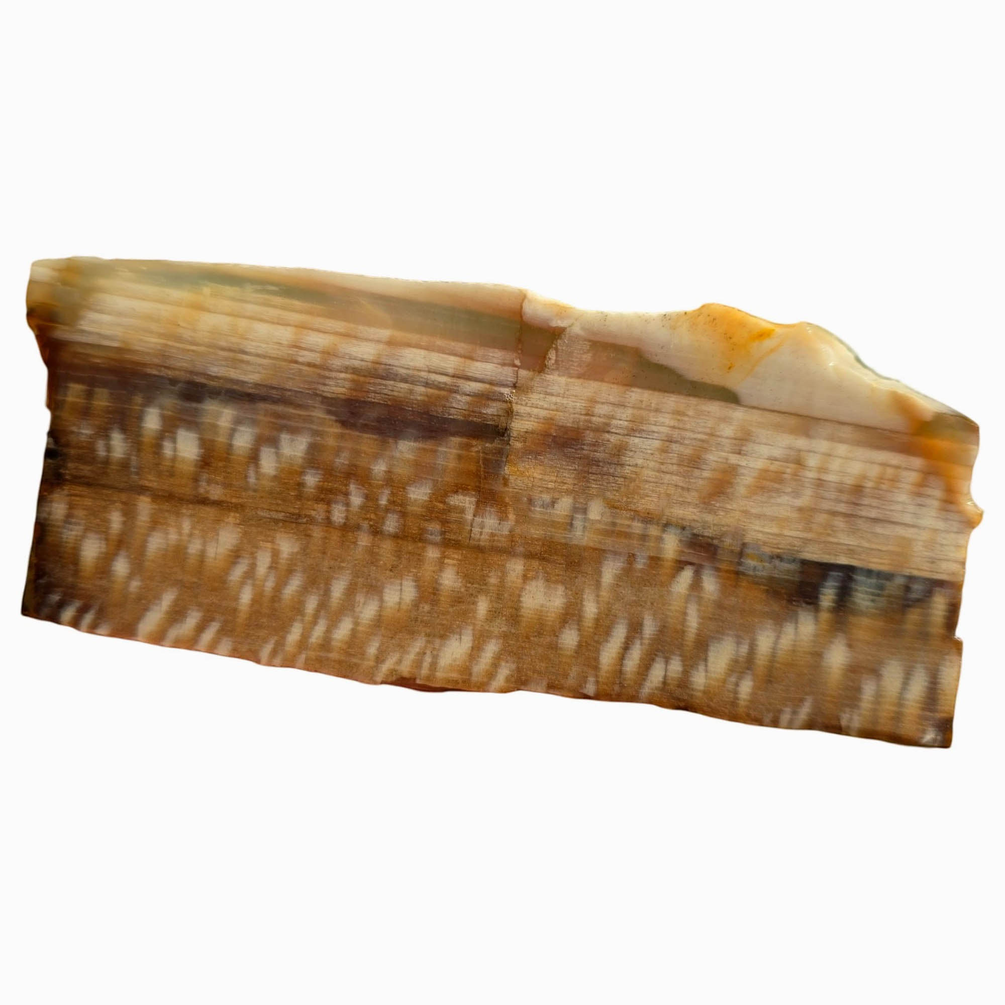 Badger Pocket Petrified Wood Slab – Rare Sycamore Pattern Perfect Cut #3755-1