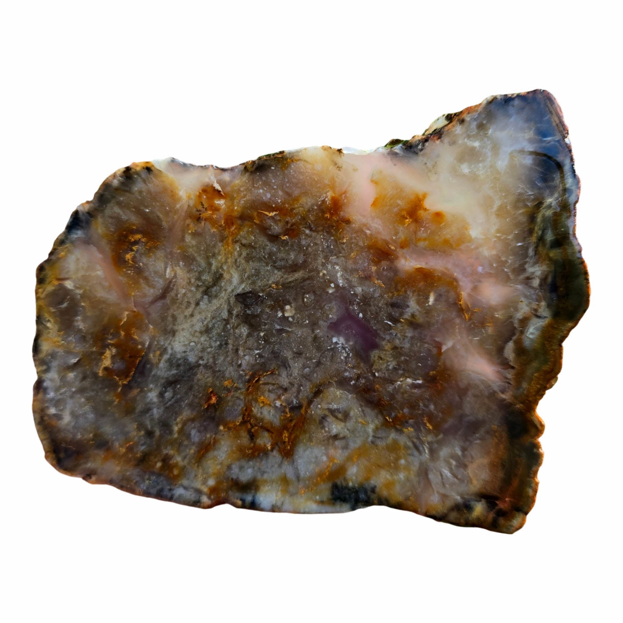 Coprolite Slab – Classic Pattern Detail – Utah Fossil! #3789-Photo1