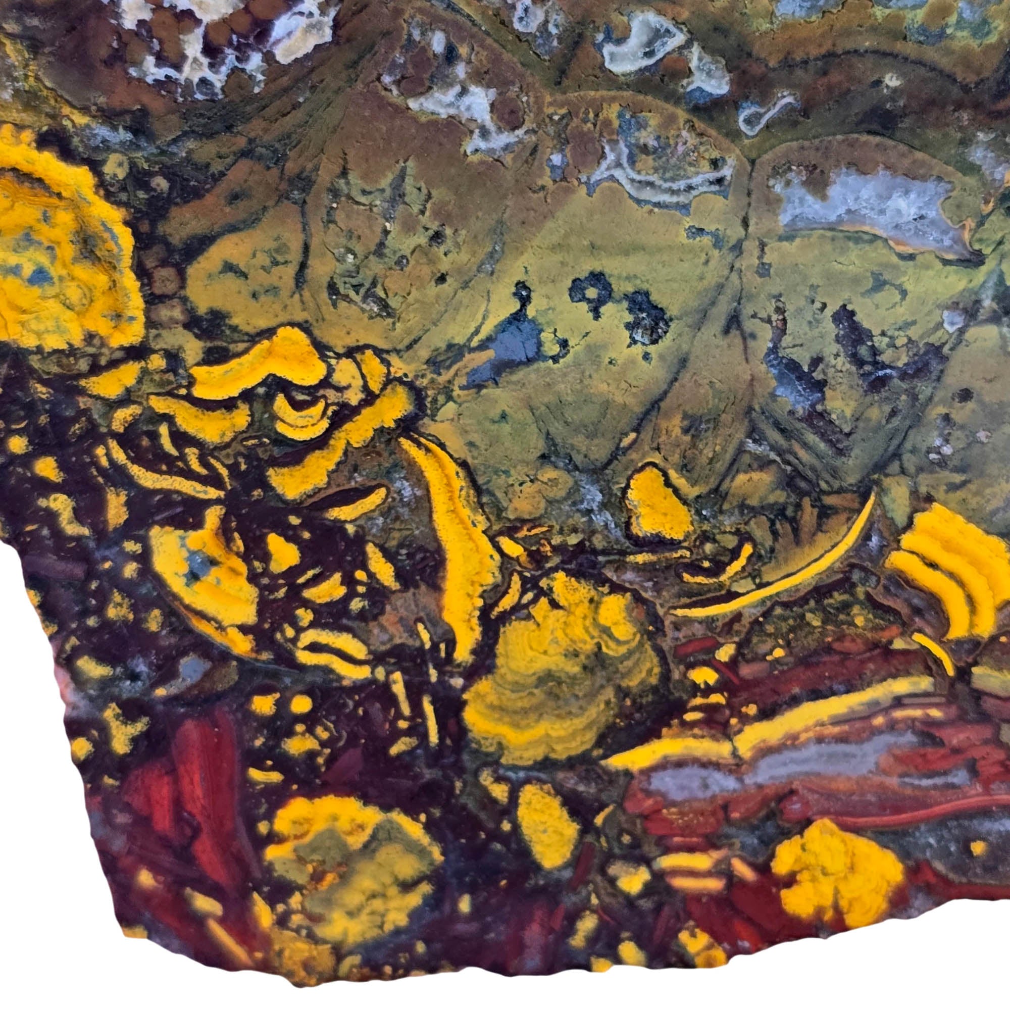 Apple Valley Jasper Slab – Jasperized Shells Stromatolite Fossil #3790-Photo2