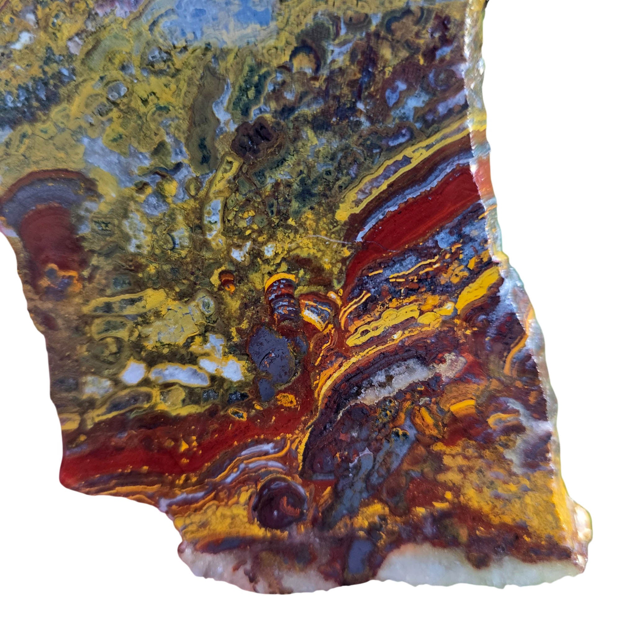 Apple Valley Jasper Slab – Hematite Flowers Stromatolite Fossil Detail #3798-Photo2