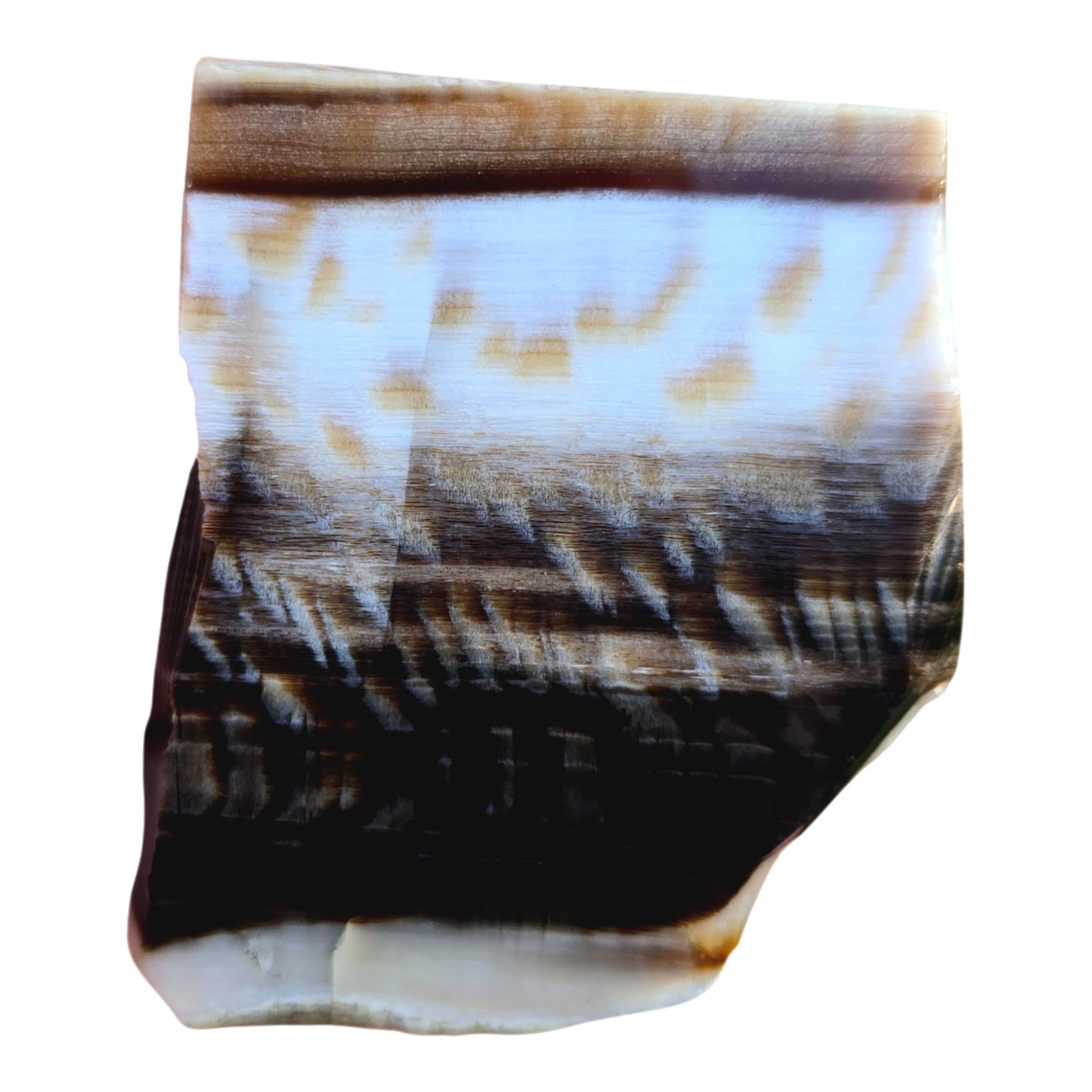 Badger Pocket Petrified Wood Slab – Sycamore Yin Yang Black White! #3799-Photo2