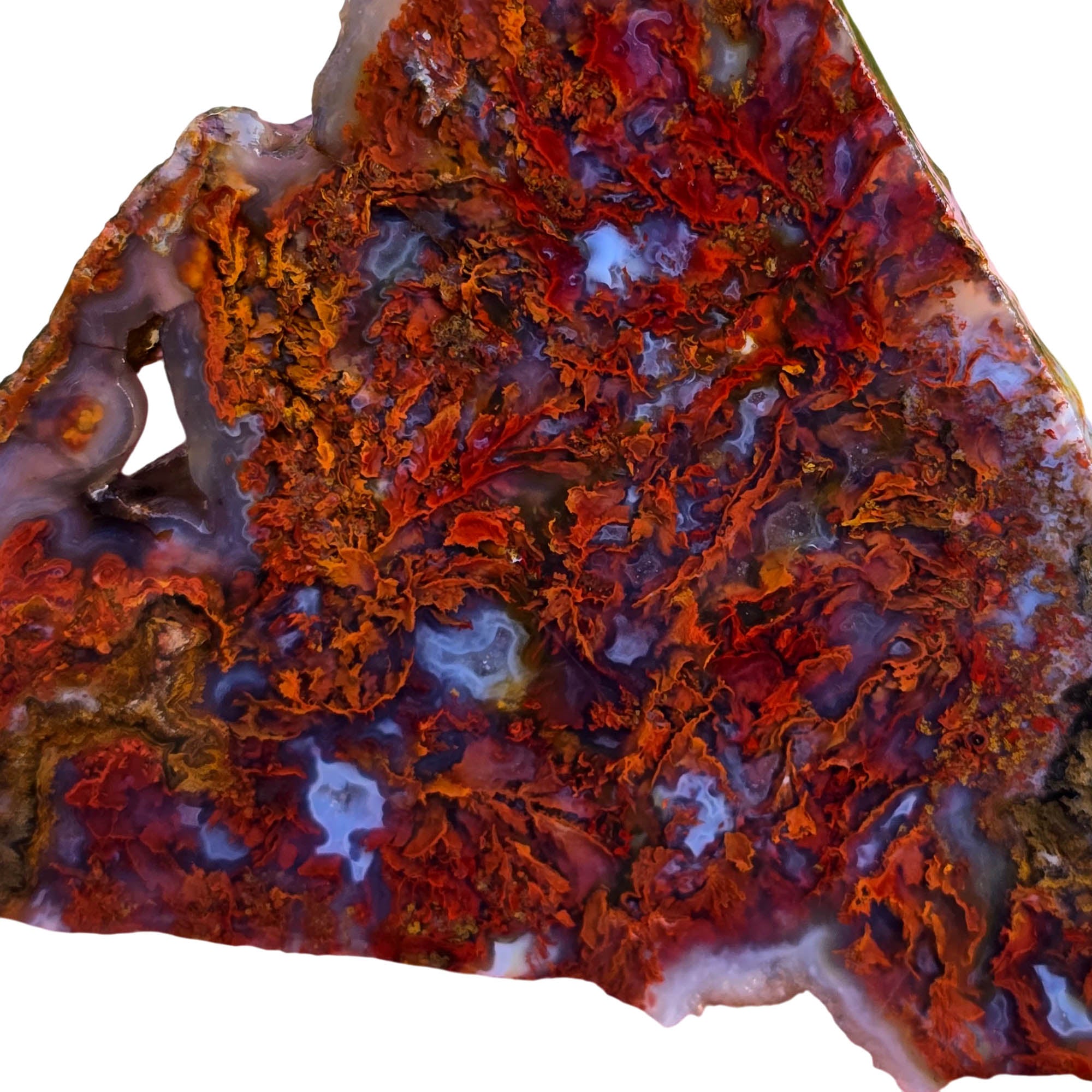 San Carlos Agate Slab - Red Moss High-Grade Mexican Discovery #3806-Photo1