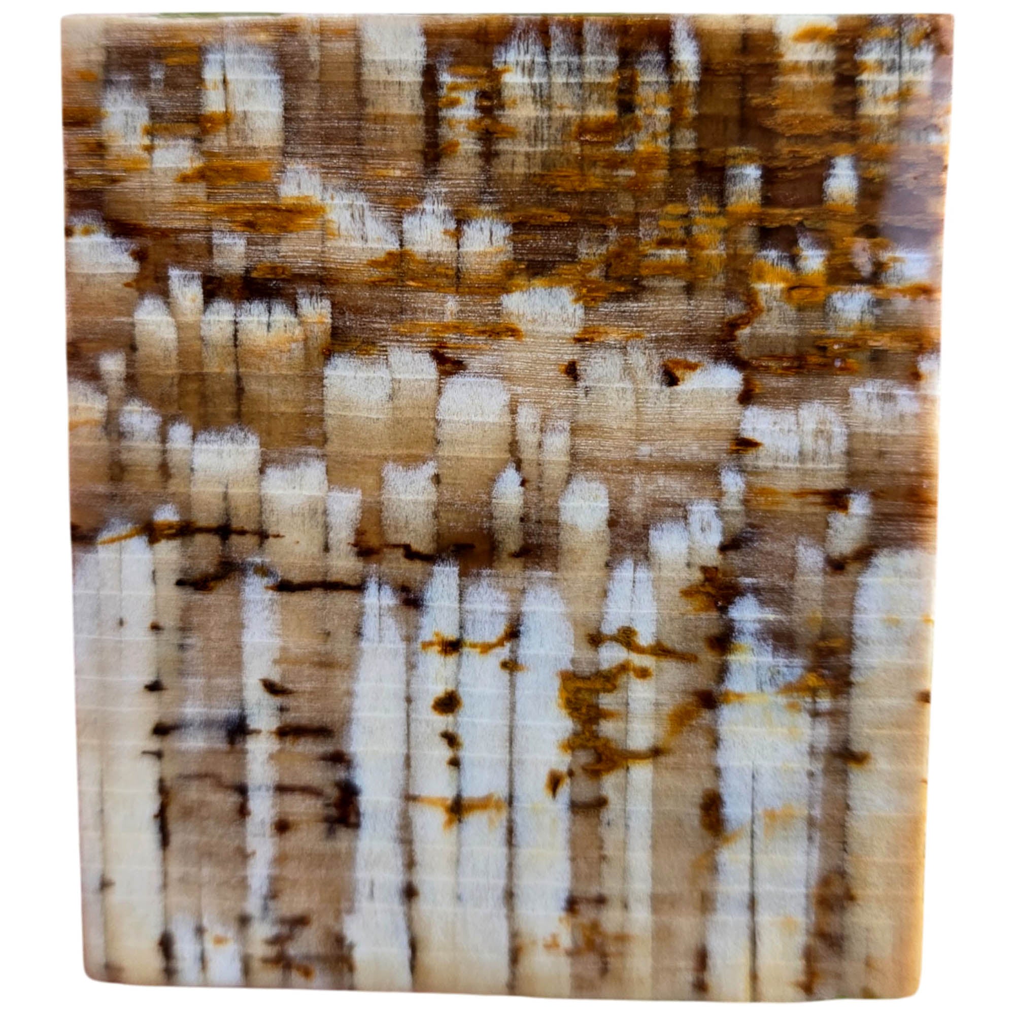 Badger Pocket Petrified Wood Slab – Intricate Sycamore Pattern Ultra Rare #3808-Photo1