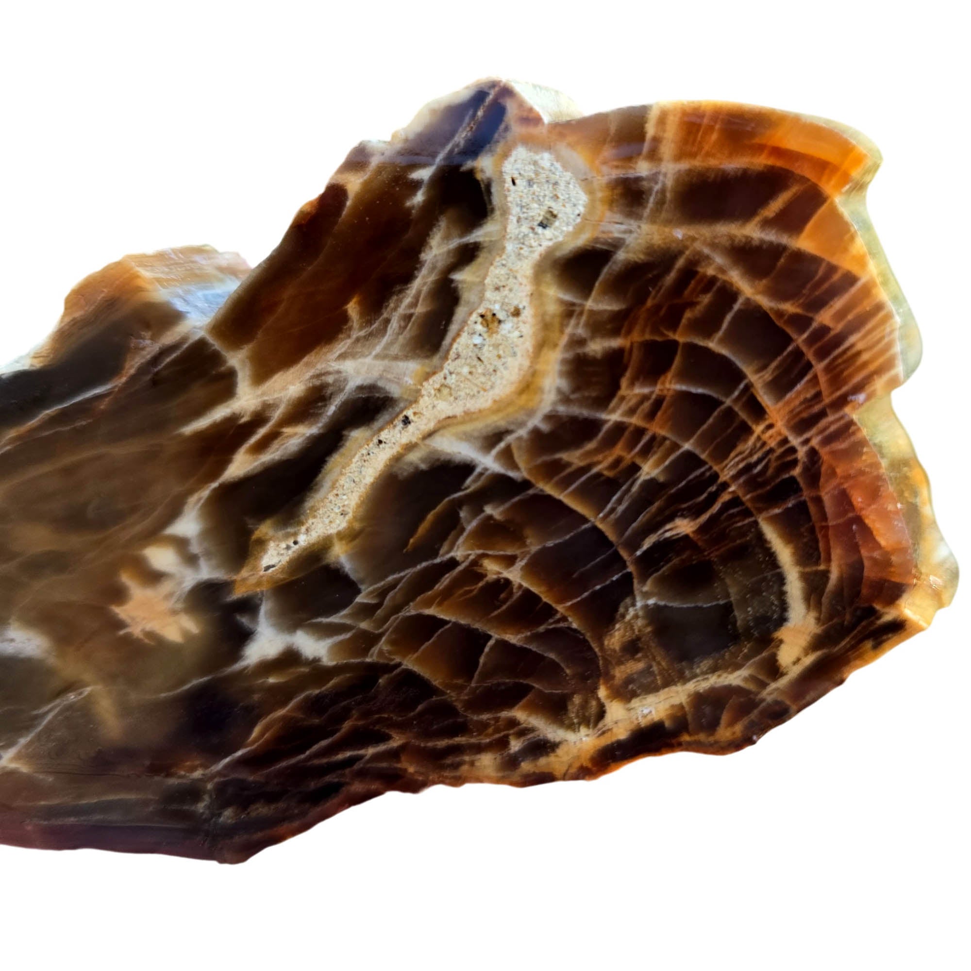 Mystery Petrified Wood Slab – Webbing Pattern Estate Sale #3813-Photo2