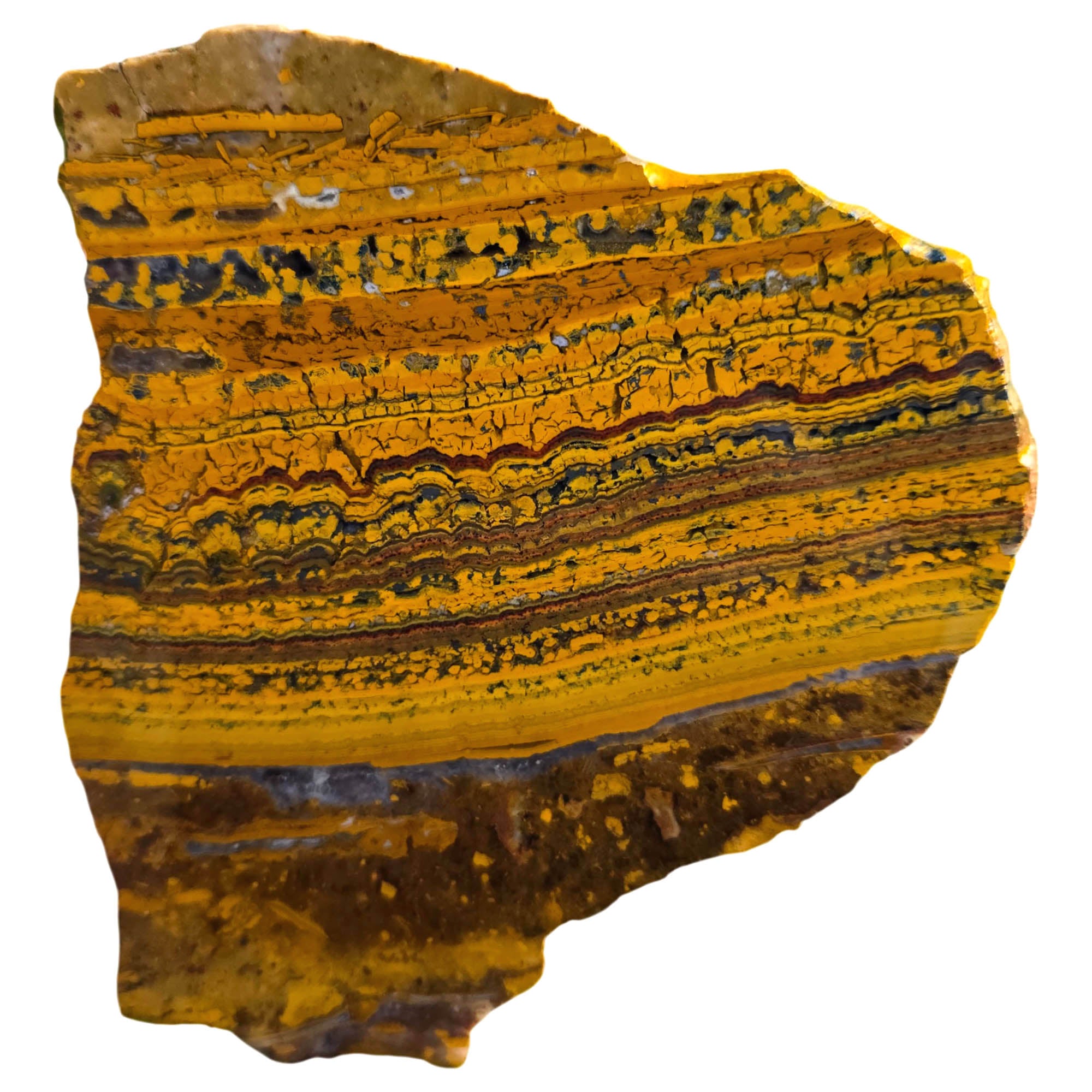 Apple Valley Jasper Slab - Banded Gold Stromatolites - Oregon Classic