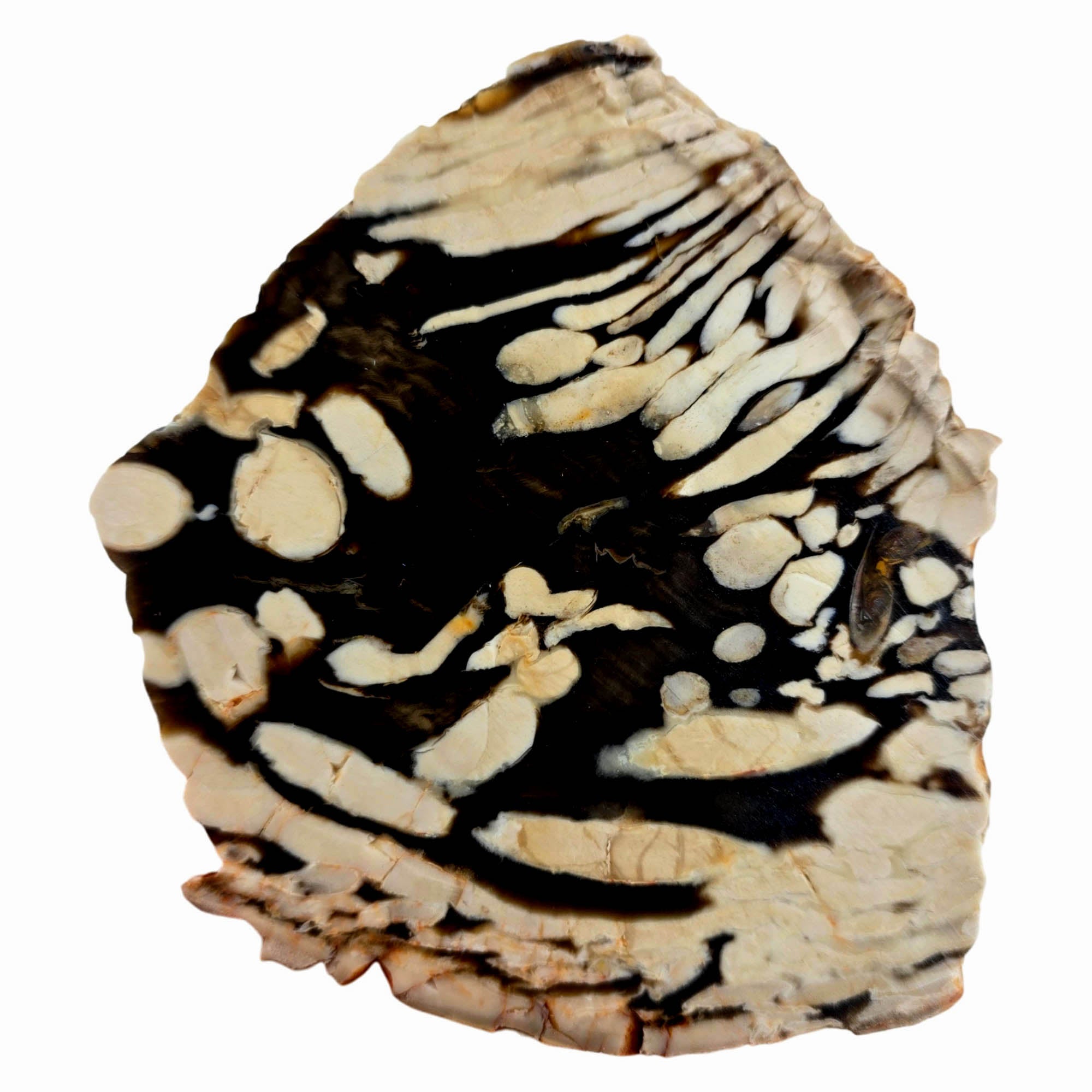 Peanut Wood Petrified Slab – Classic Teredo Larvae Tunnels Australian Fossil #3835-Photo1