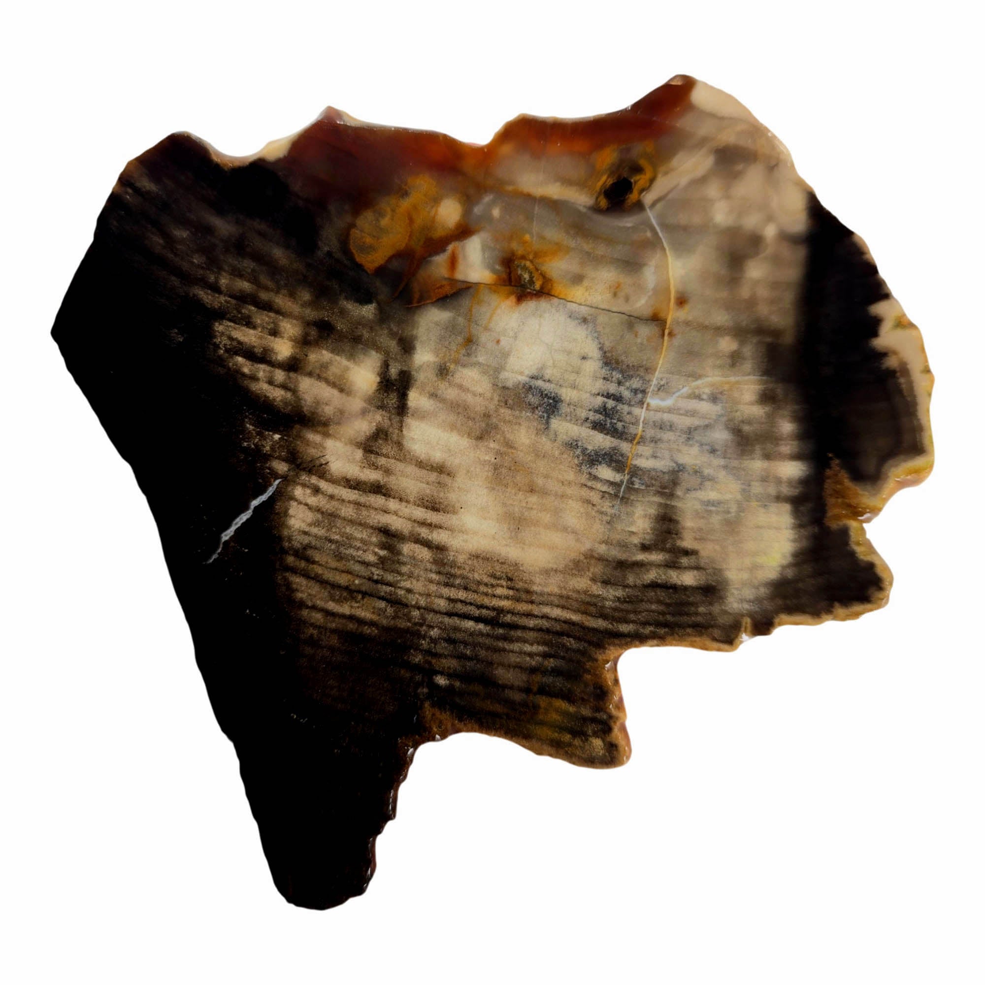 Mystery Petrified Wood Slab - Dark Rustic Contrast Estate #3876-1