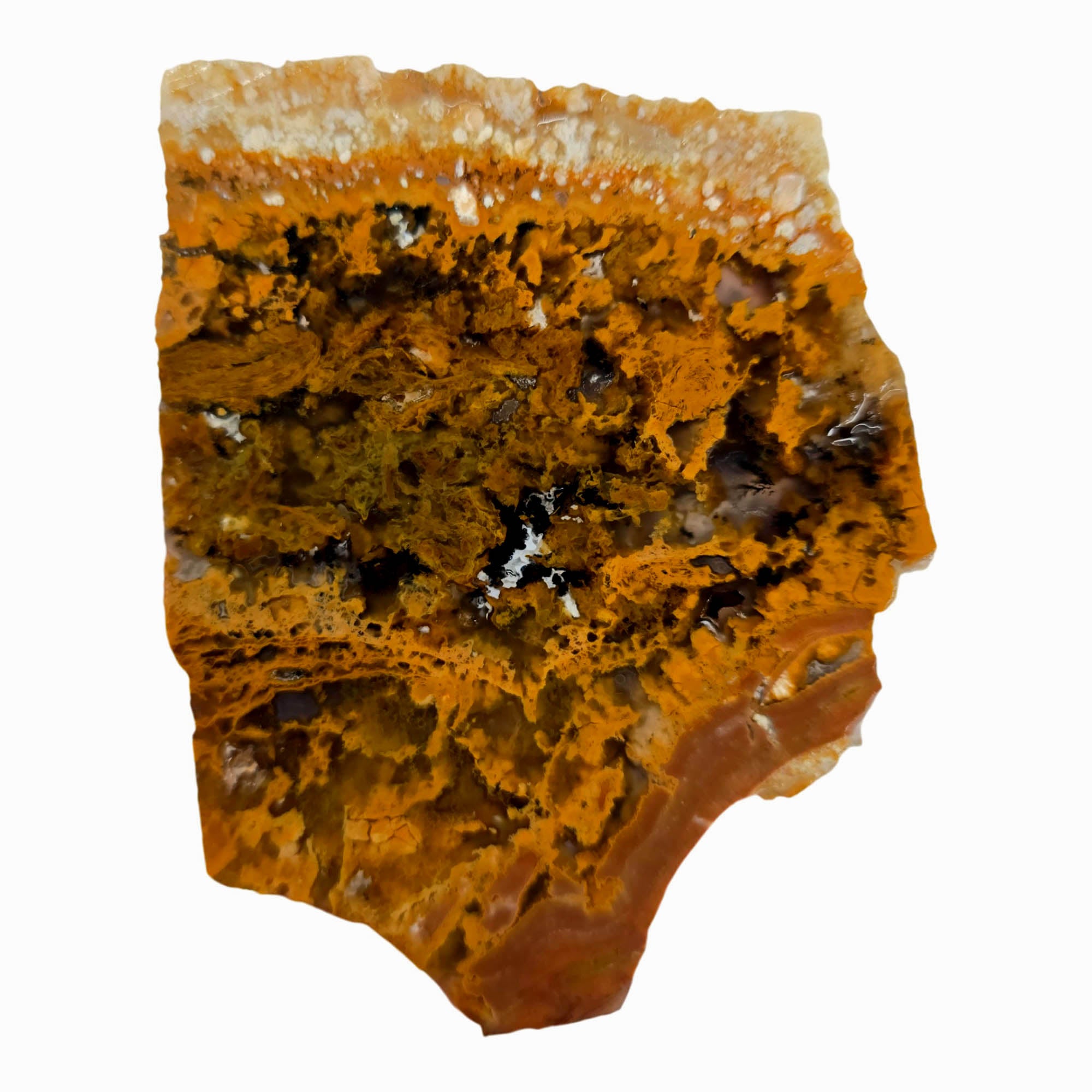 Eagle Rock Plume Agate Slab - Golden Moss Black Background - Oregon