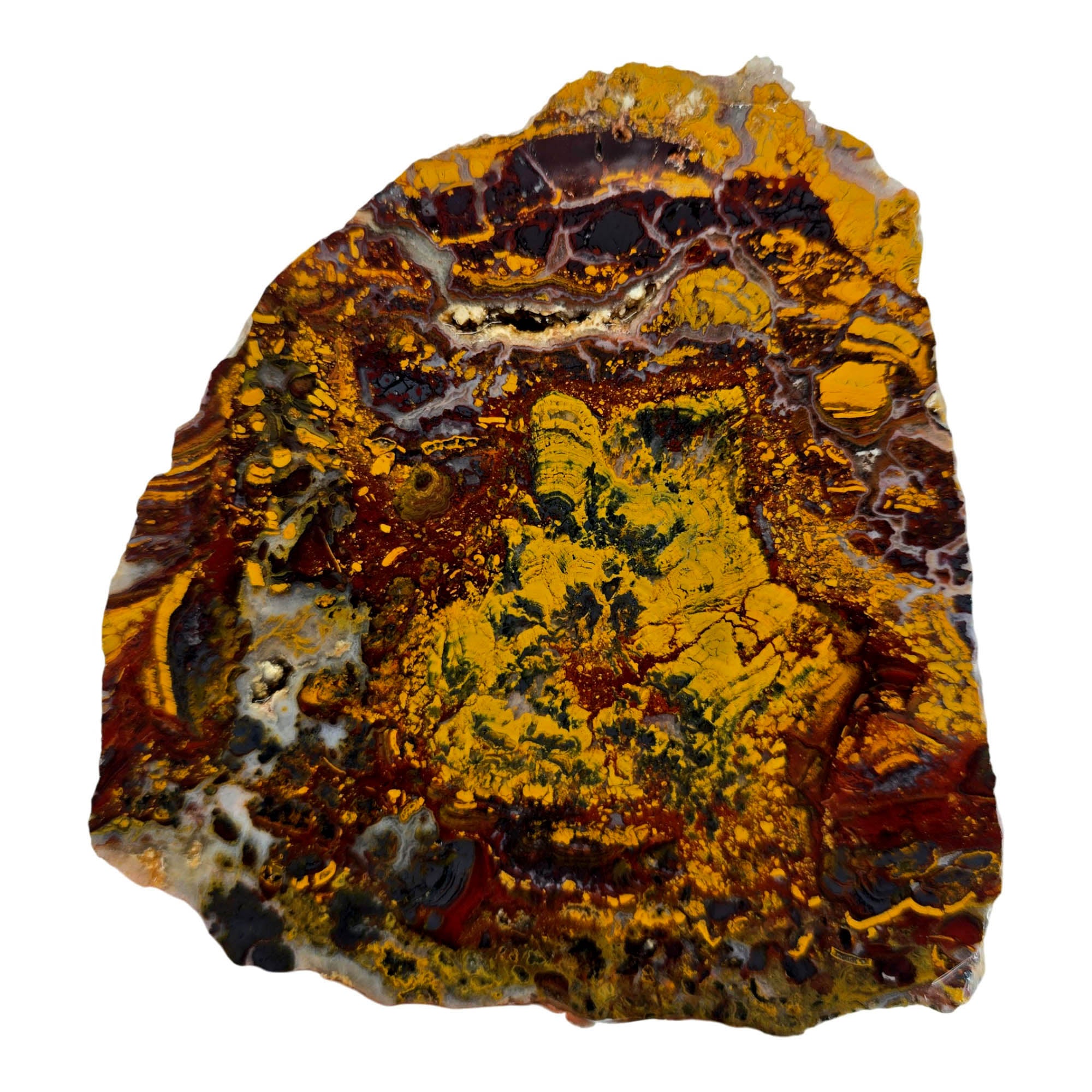 Apple Valley Jasper Slab - Hematite Flowering with Fossil Oysters - Sahara Morocco