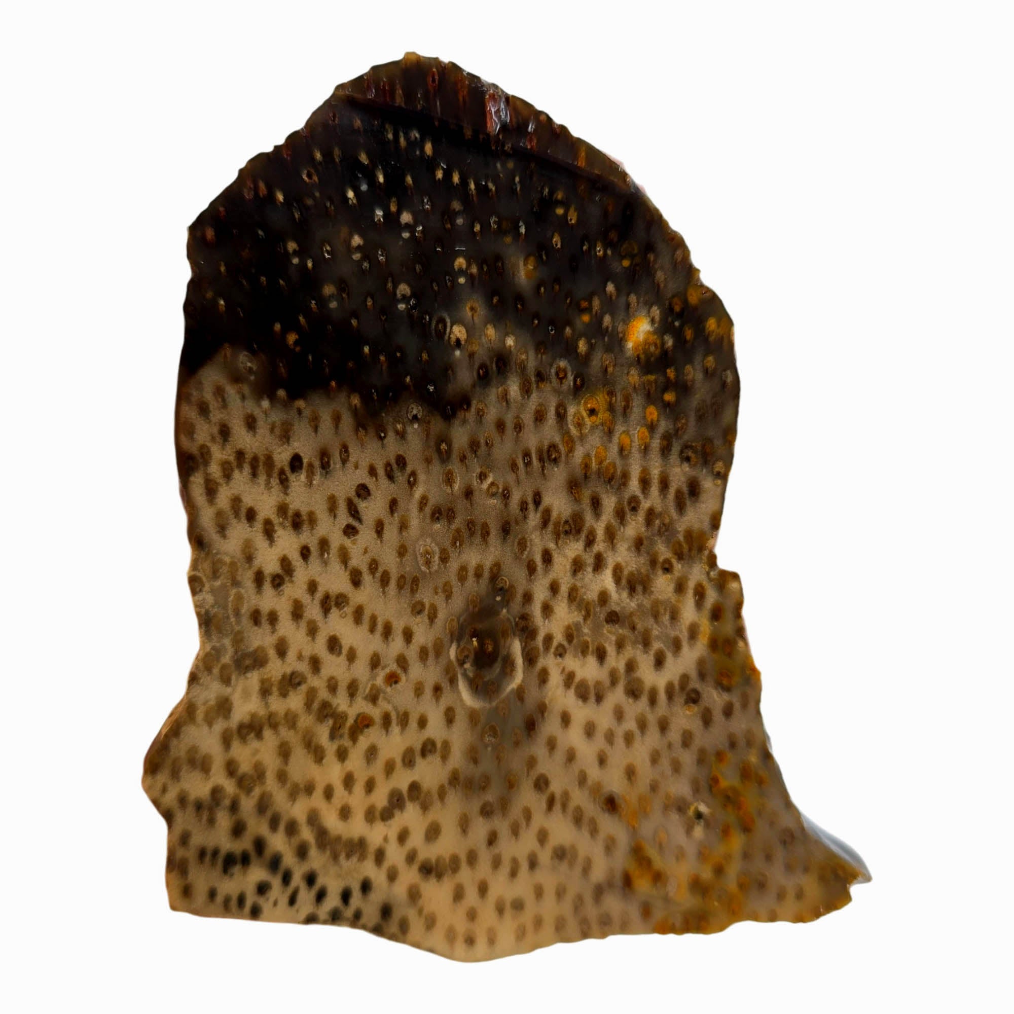 Indonesian Petrified Palm Wood Slab – Pinpoint Detail Crystal Inclusions! #3885-Photo1