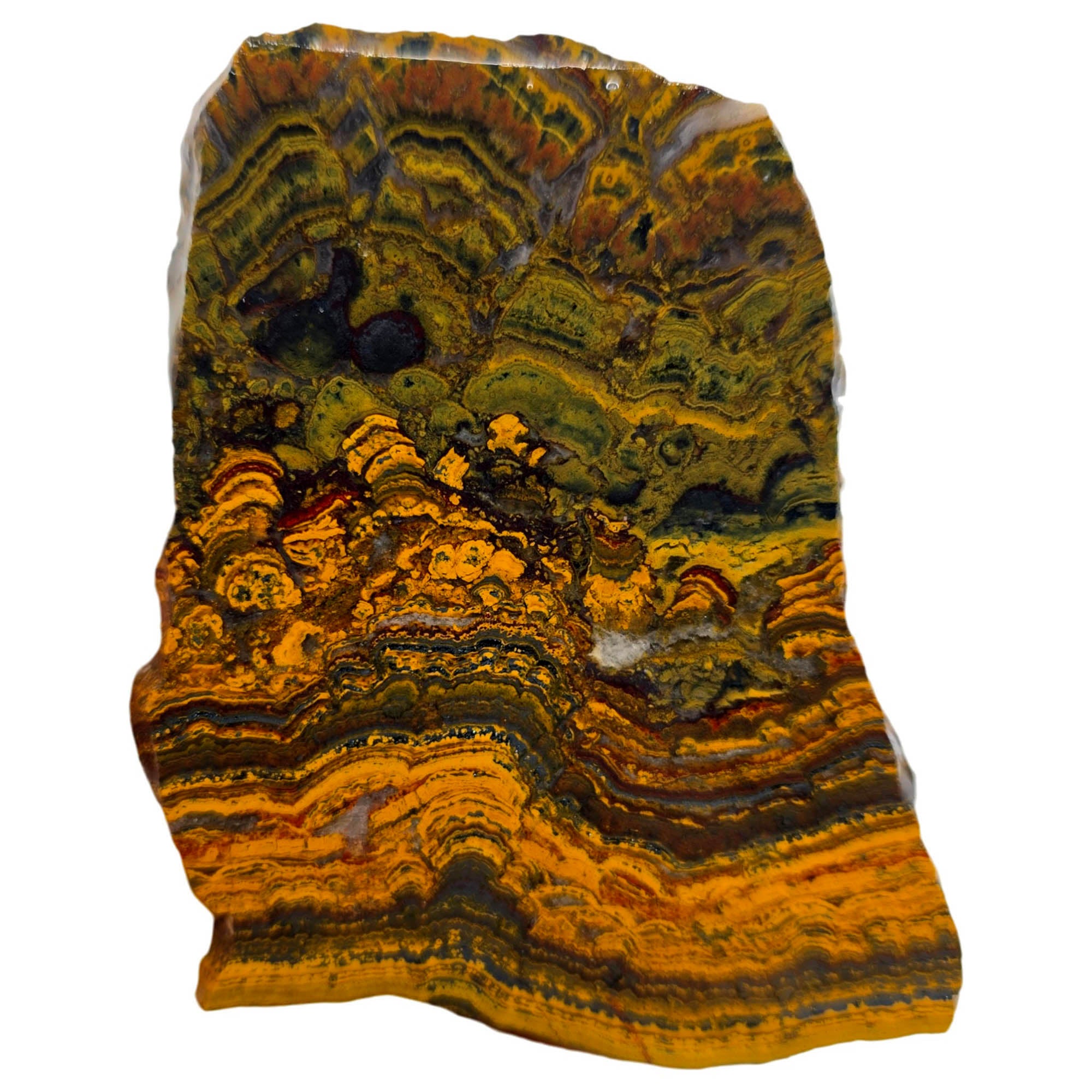 Apple Valley Jasper Slab – Hematite Flowers Wavy Lines Stromatolite #3899-Photo1