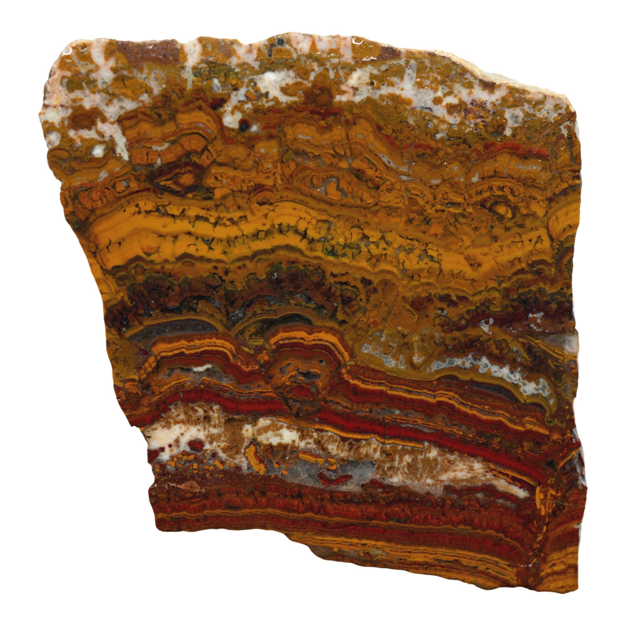 Apple Valley Jasper Slab – Flowing Hematite Flowers Oolitic Stromatolite #3908-Photo1