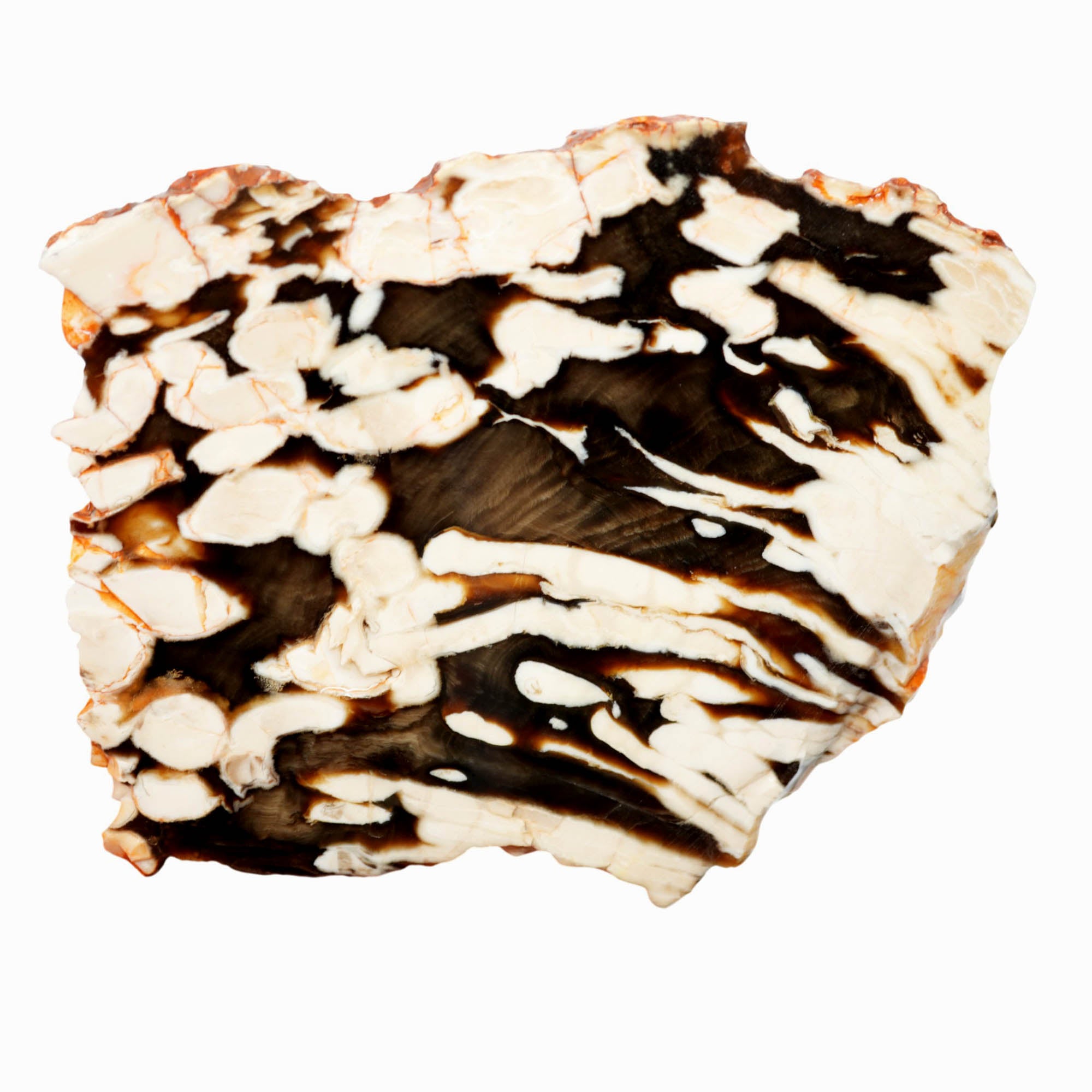 Peanut Wood Petrified Wood Slab – White Void Teredo Shipworm Fossil #3910-Photo1