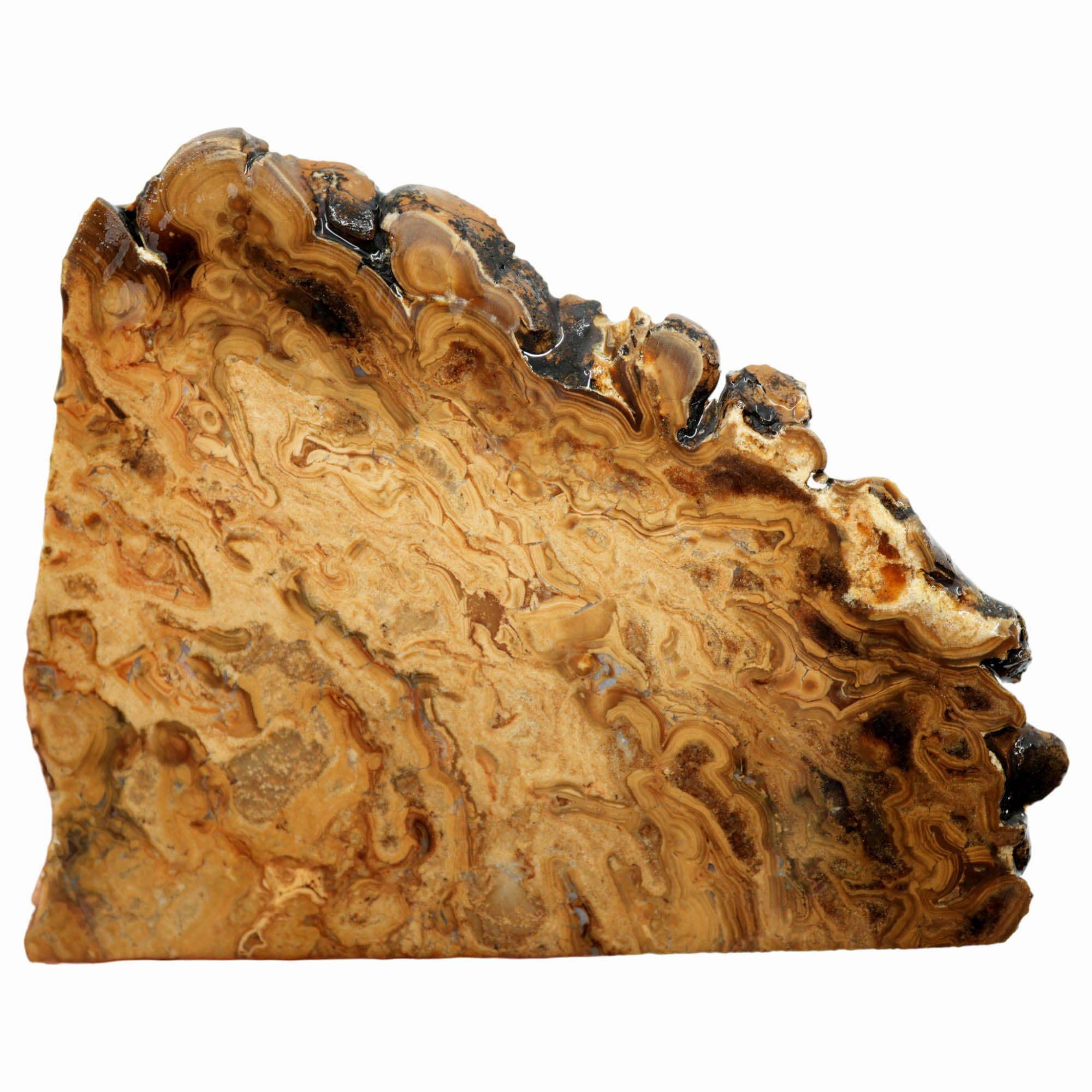 Wyoming Fossil Stromatolite Slab - Coffee Pattern