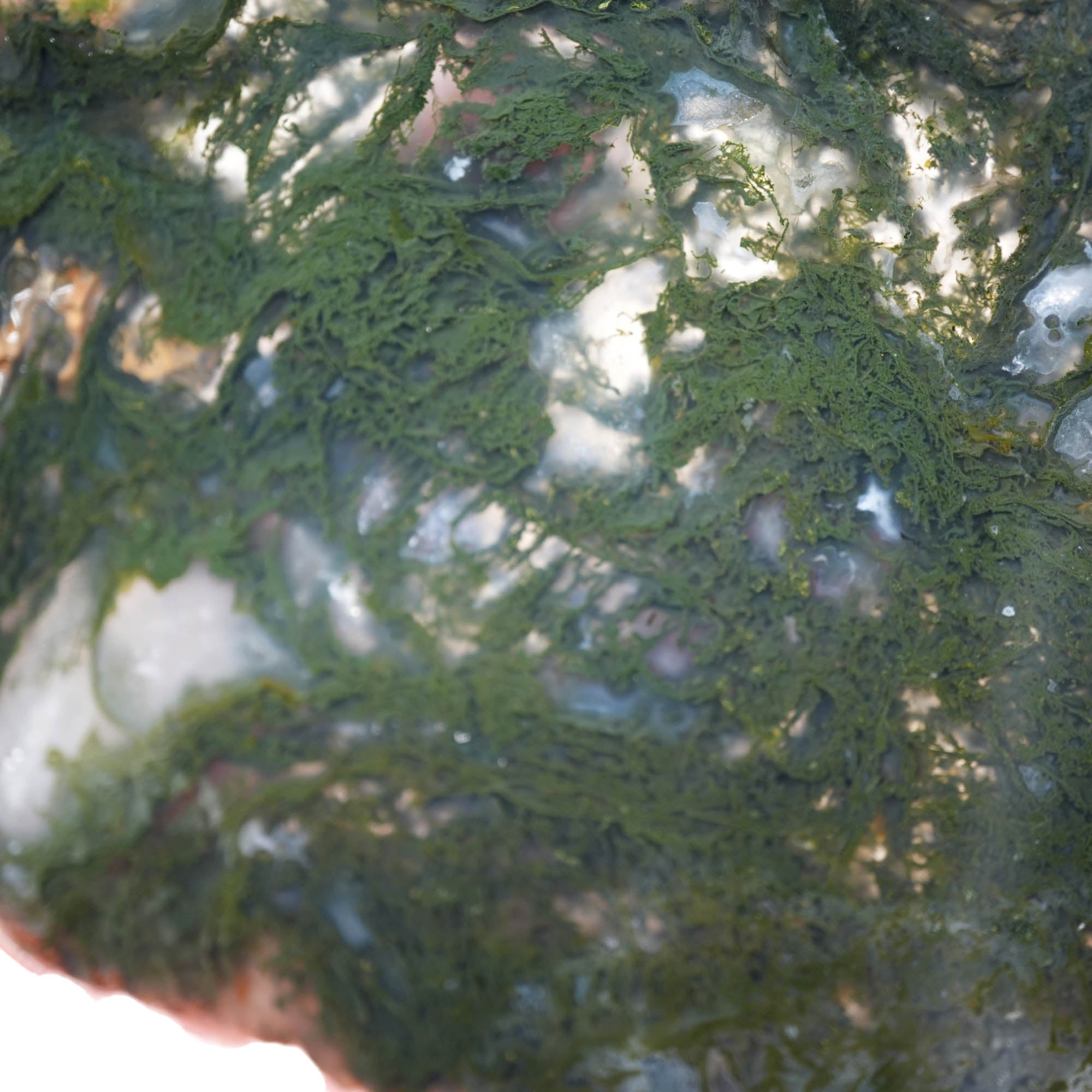 Maury Mountain Moss Agate Slab – Translucent Green Moss Classic Oregon #3945-Photo2