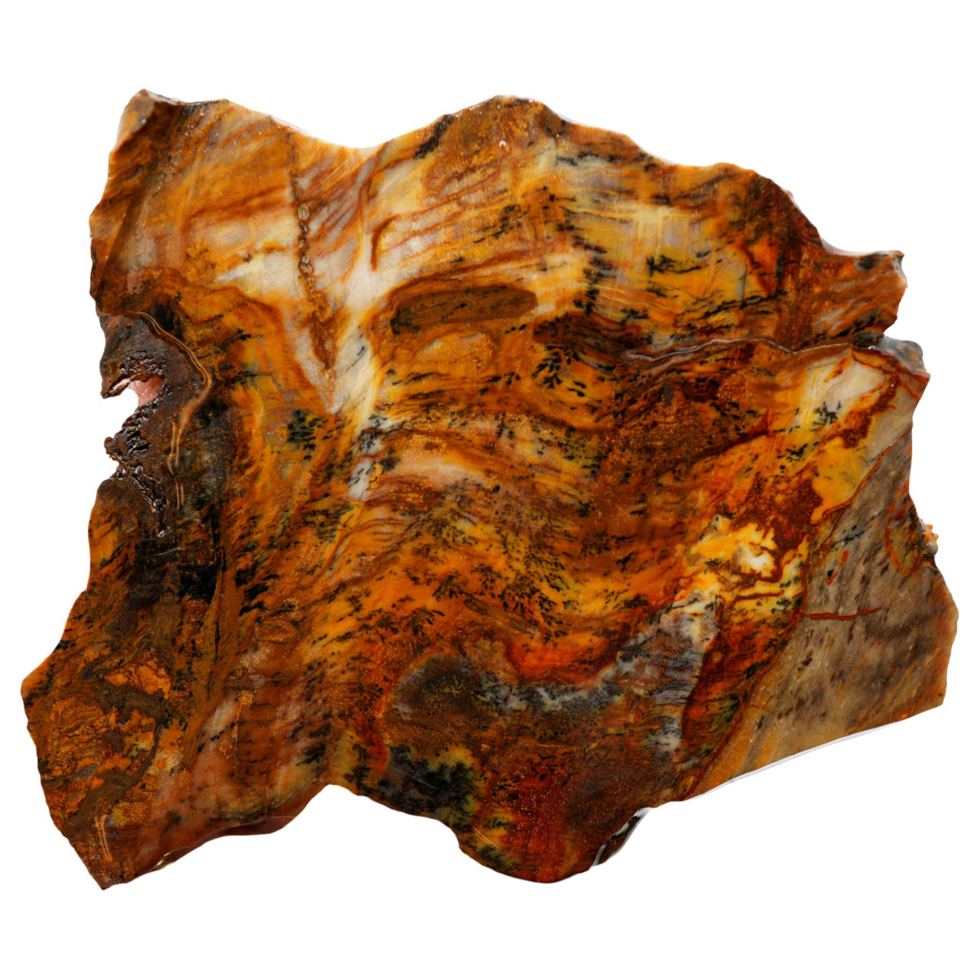Mystery Petrified Wood Slab - Beautiful Unknown Origin Premium Specimen #3966-1