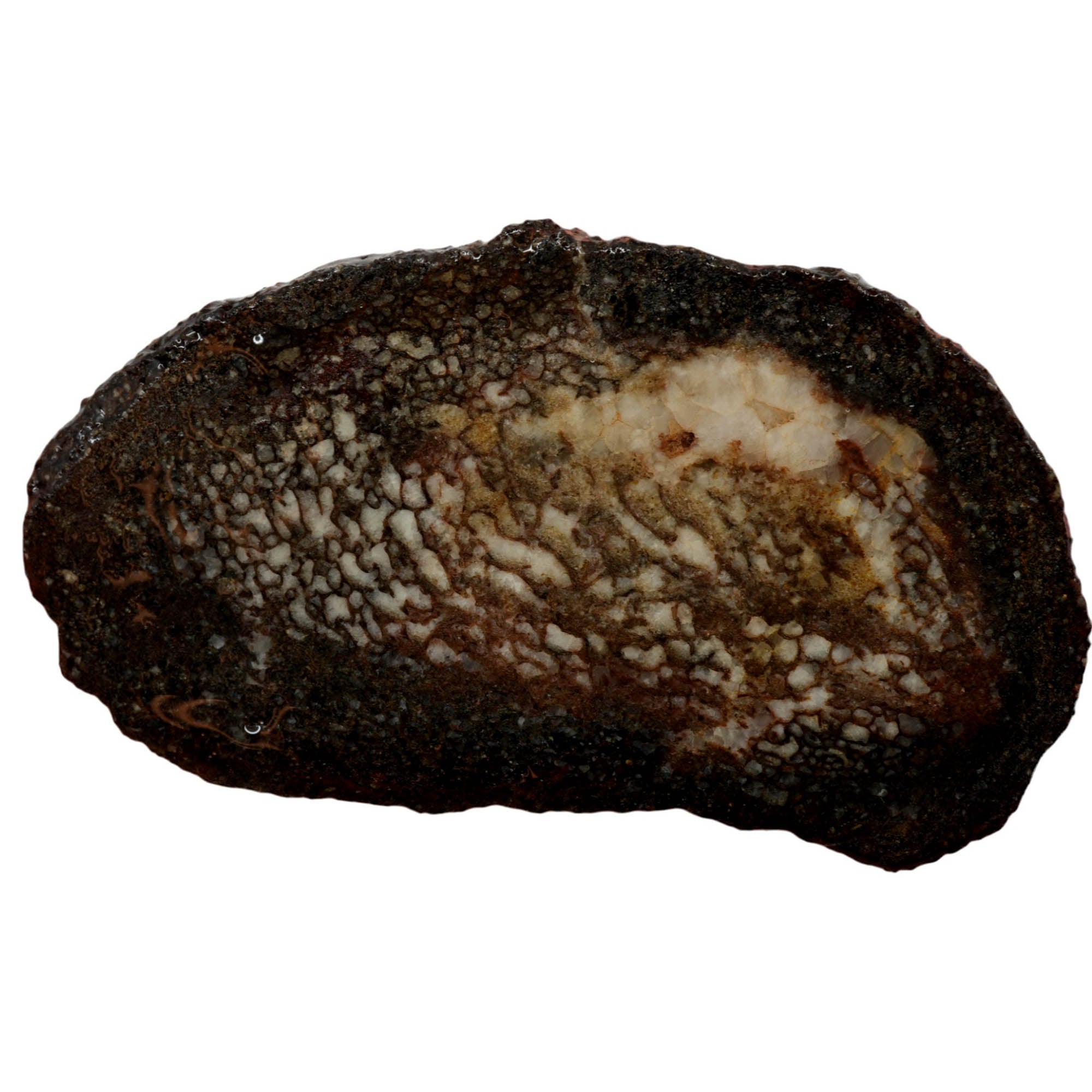 Gem Dinosaur Bone Slab – Visible Cell Structure Calcite Base! #3971-Photo1