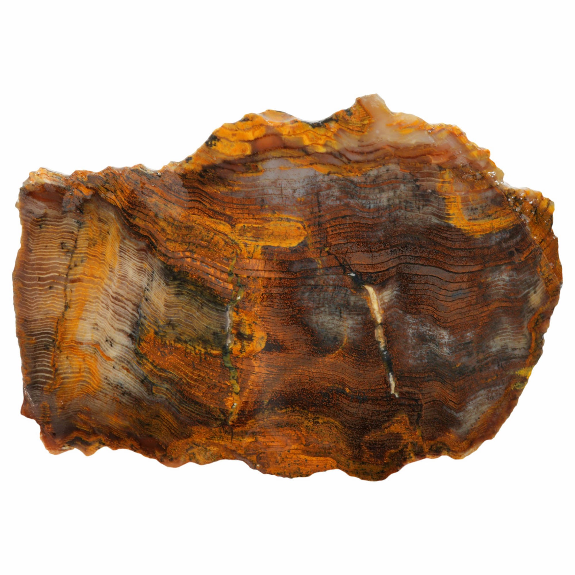 Mystery Petrified Wood Slab - Hematite Herringbone Rustic Orange! #3981-Photo1