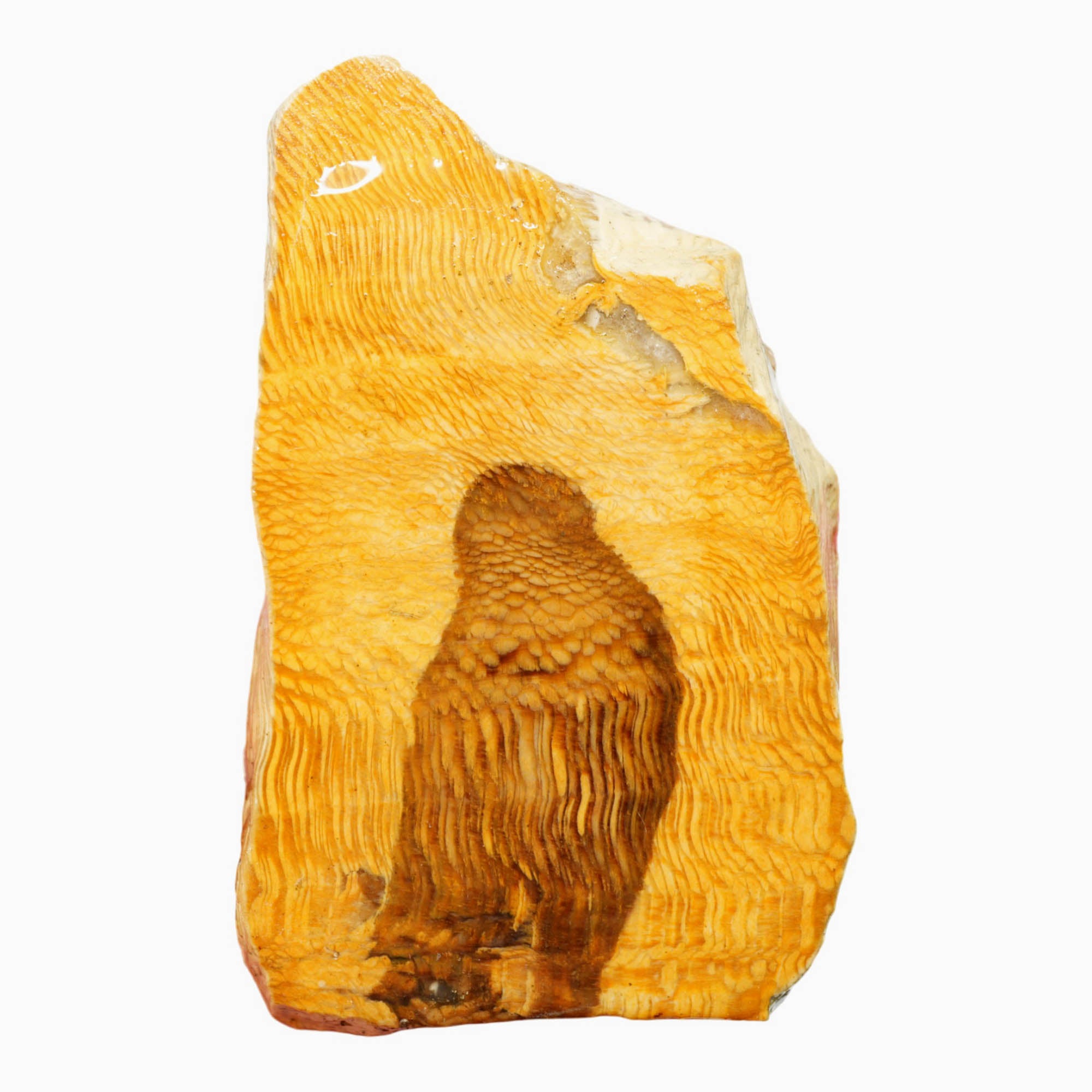 Petrified Wood Slab - Wavy Sycamore-Like Wood Grain