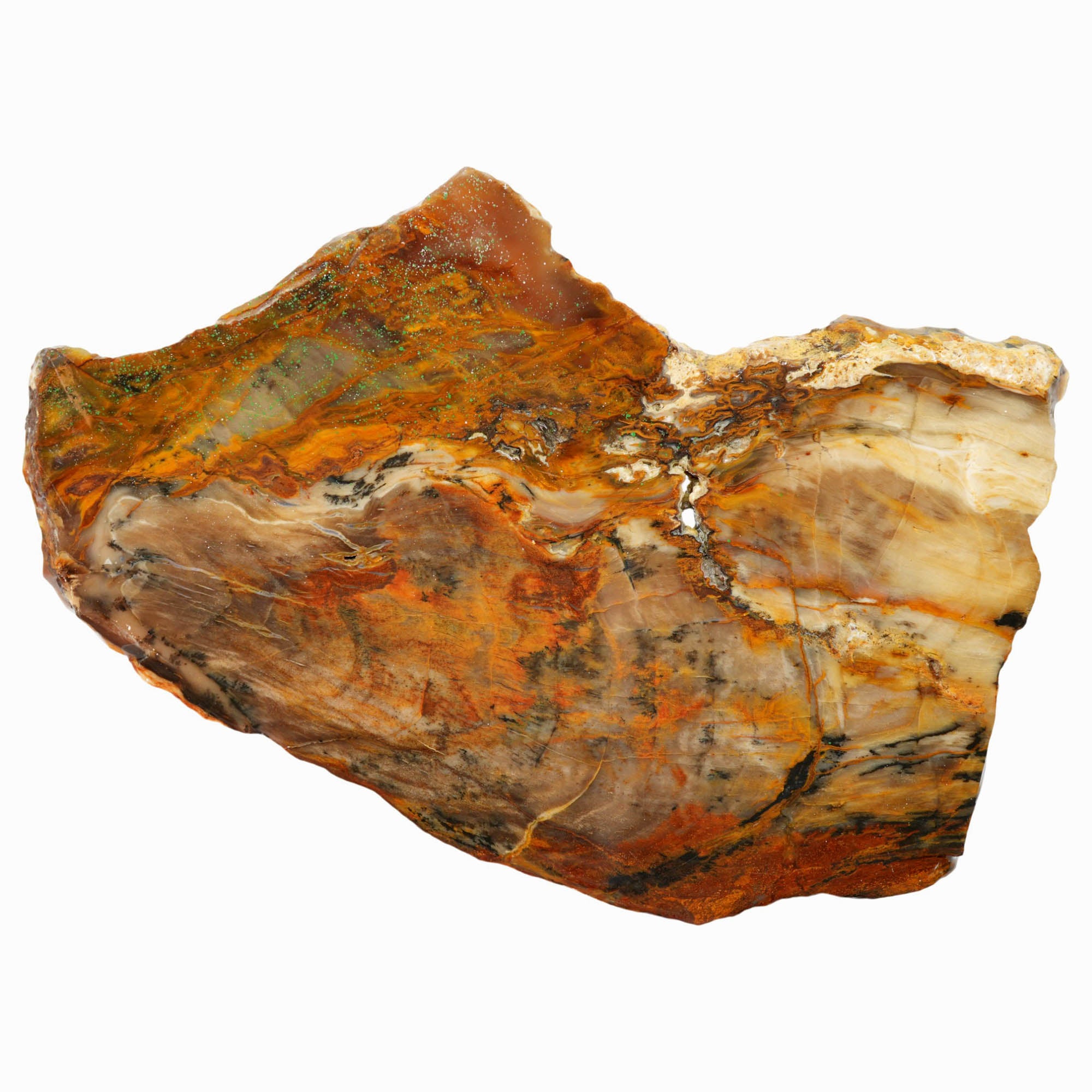 Petrified Wood Slab - Saddle Mountain Washington Old Stock