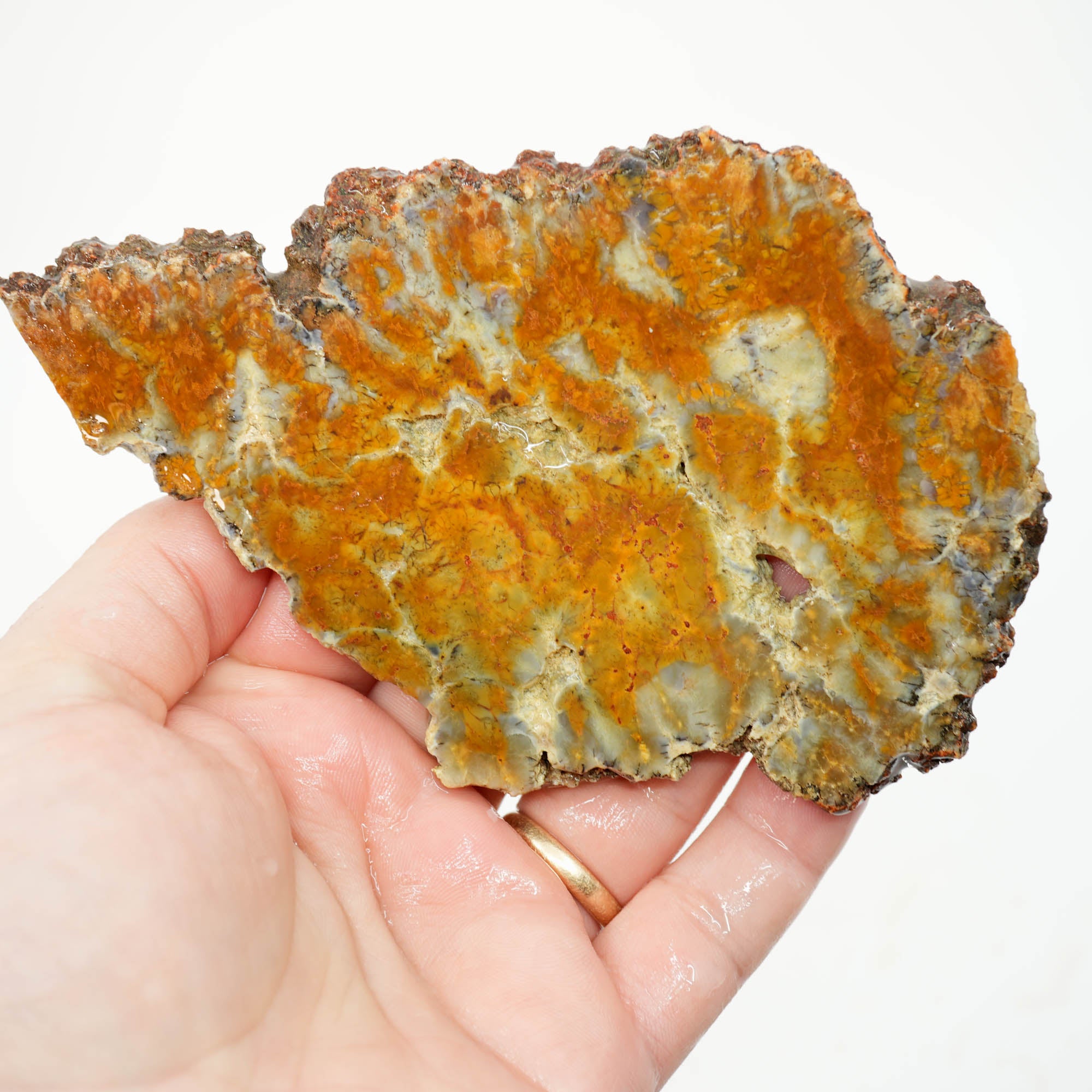 Rhino Coprolite Slab - Intricate Pattern with Hollow Voids Ultra Rare