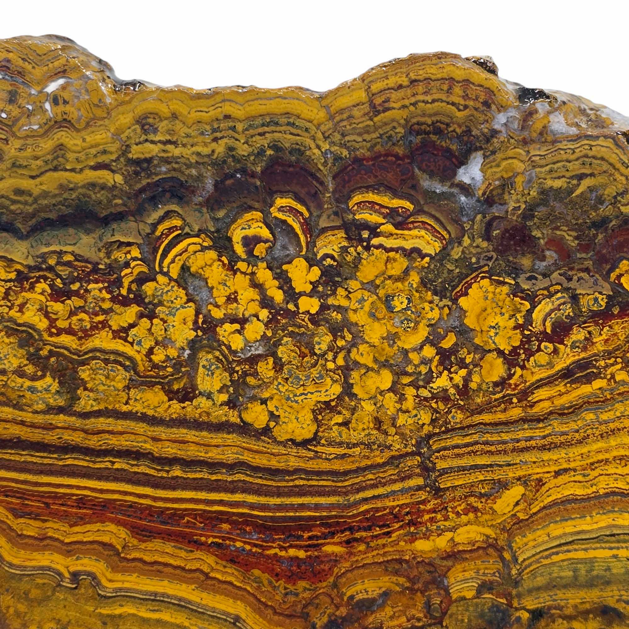 Apple Valley Jasper Slab Fossil Stromatolite Lapidary Stone Slice Cut Rock